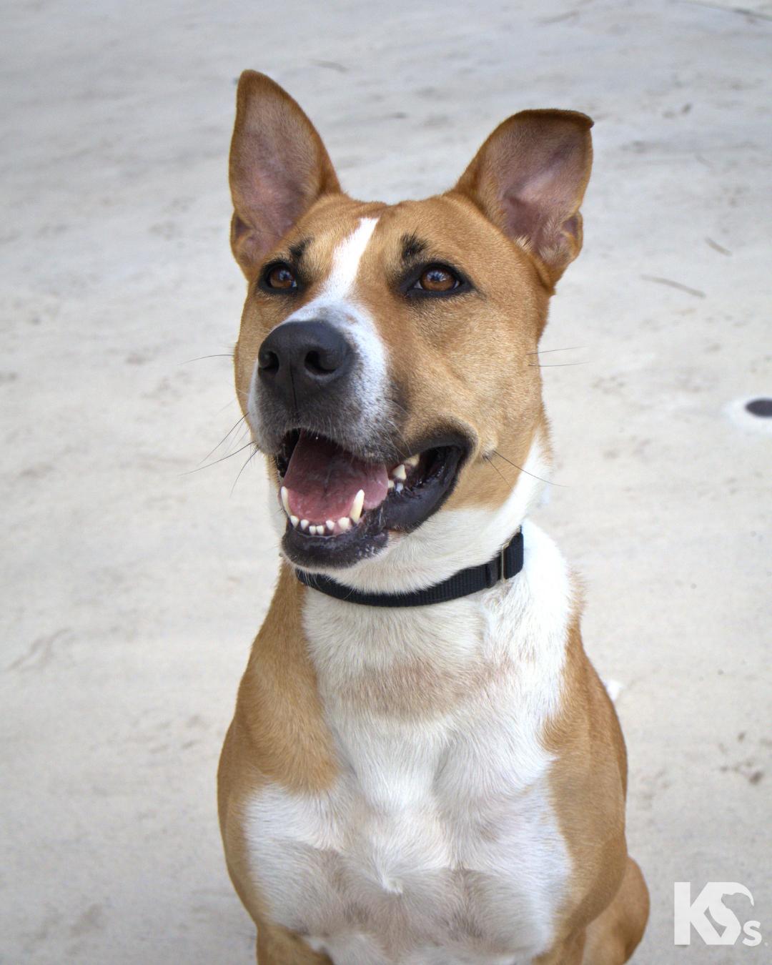 Enlarge Charmy, a ADOPTABLE mixed breed in Ponte Vedra, FL image 1/3