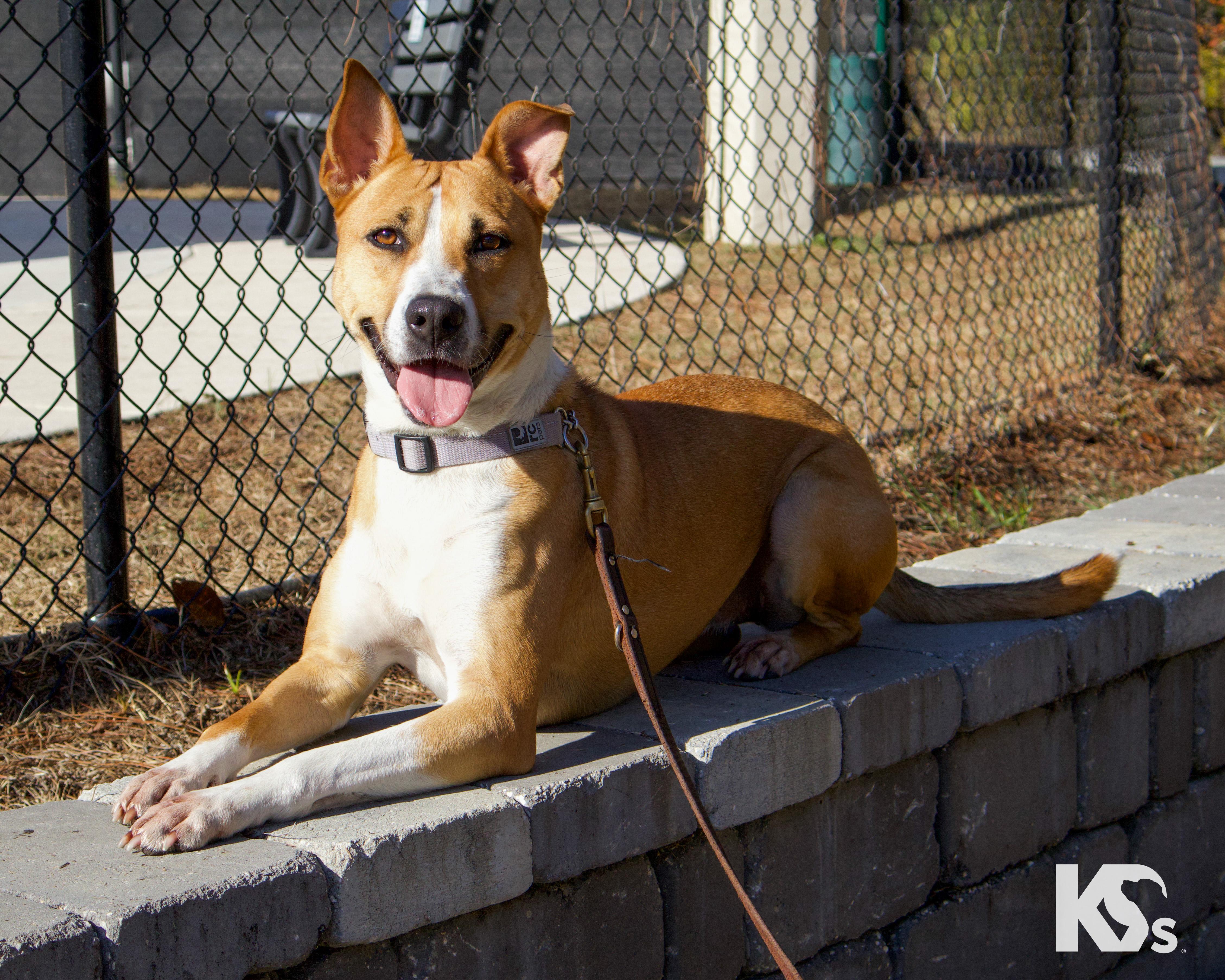 Enlarge Charmy, a ADOPTABLE mixed breed in Ponte Vedra, FL image 3/6