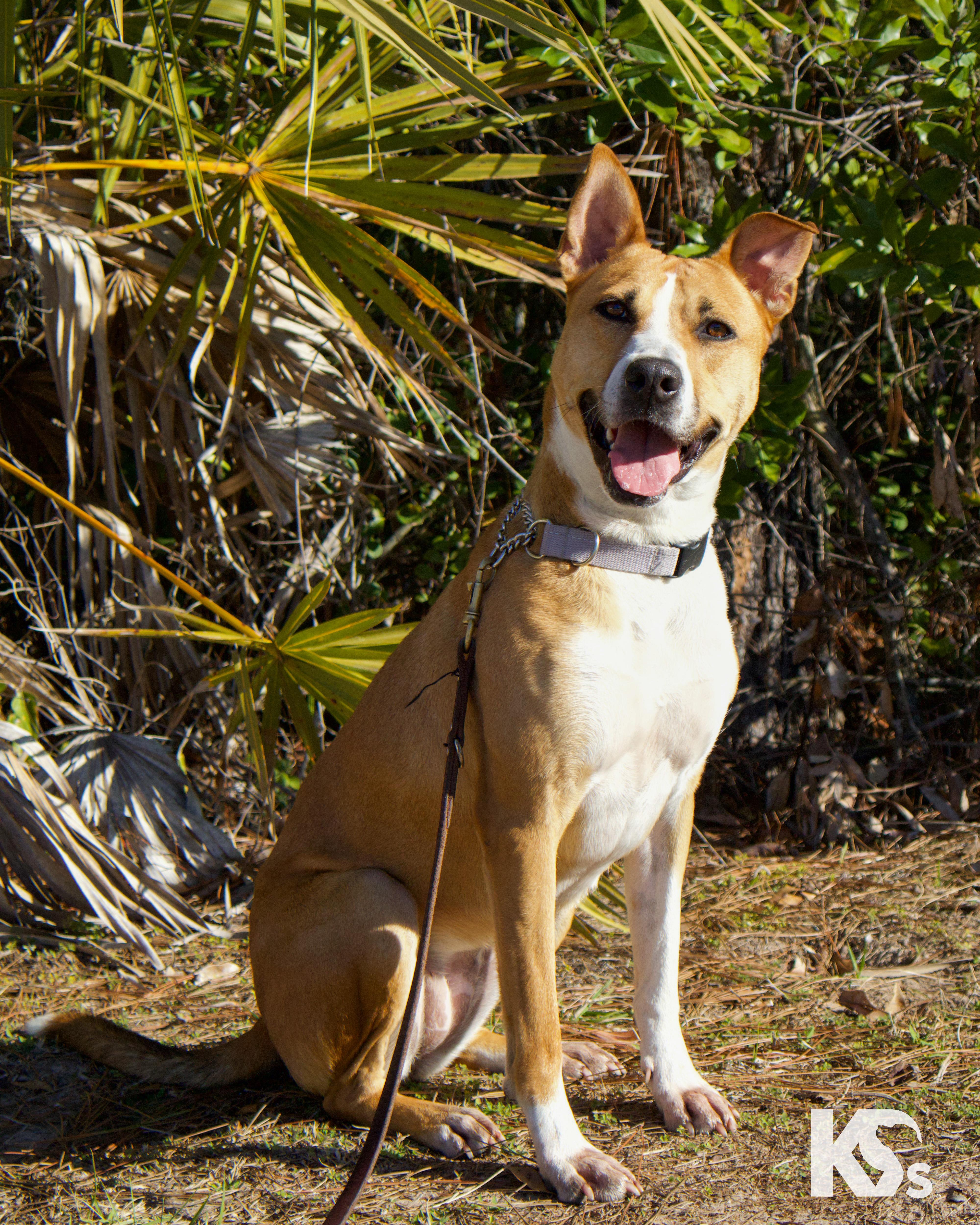 Enlarge Charmy, a ADOPTABLE mixed breed in Ponte Vedra, FL image 1/6