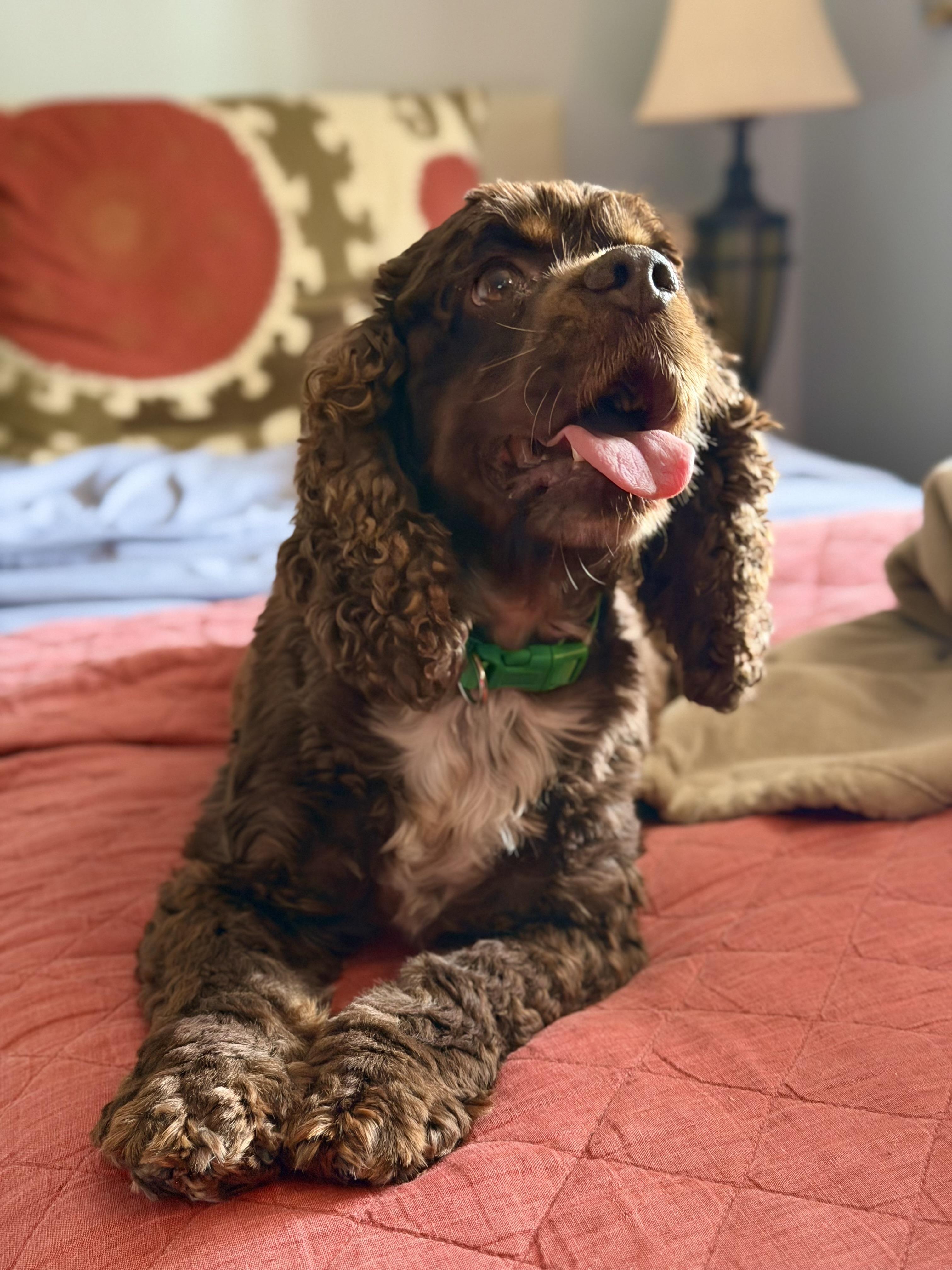 Abby, a Adopted Cocker Spaniel in Cape Coral, FL image 1/6