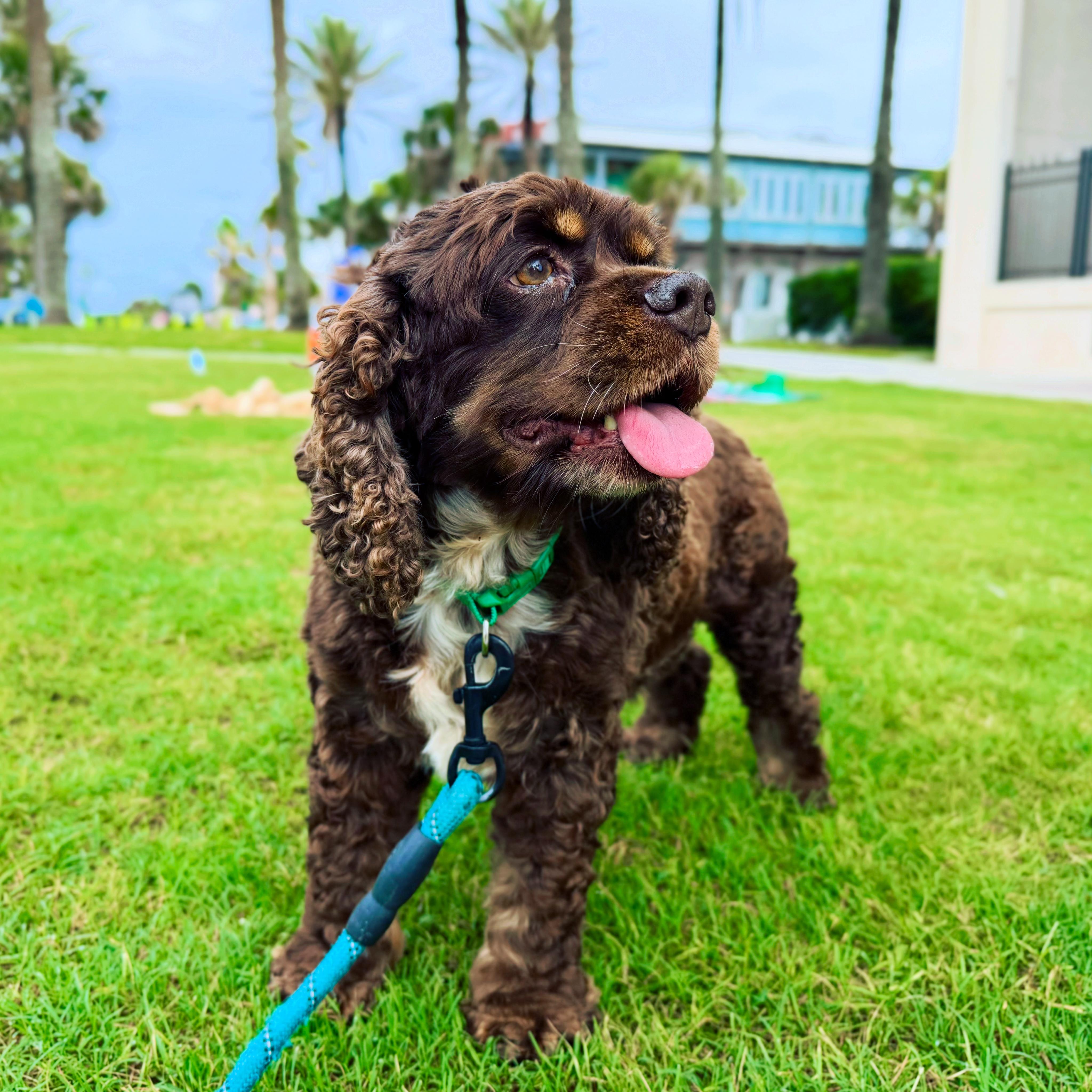 Abby, a Adopted Cocker Spaniel in Cape Coral, FL image 2/6