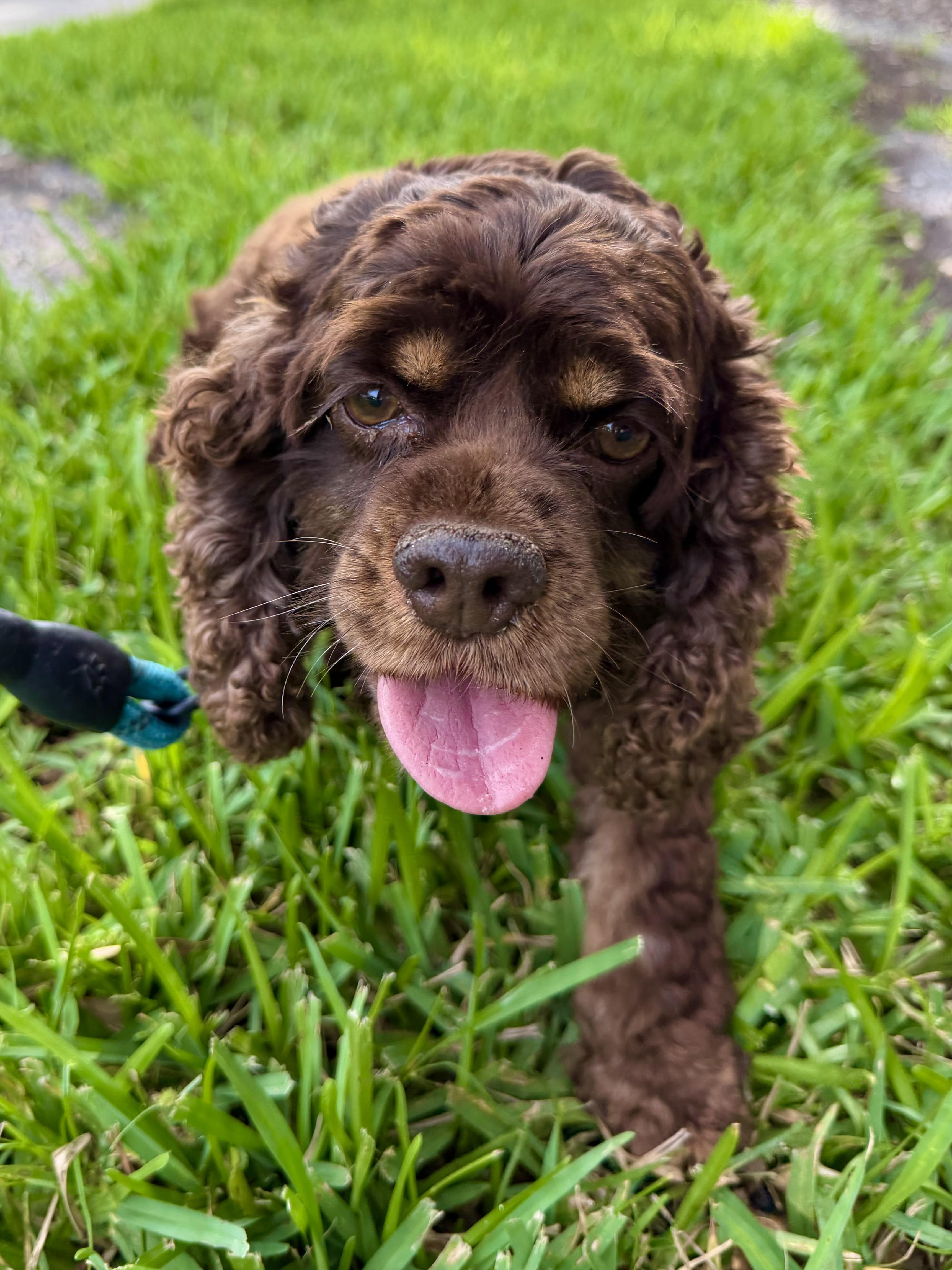 Abby, a Adopted Cocker Spaniel in Cape Coral, FL image 3/6