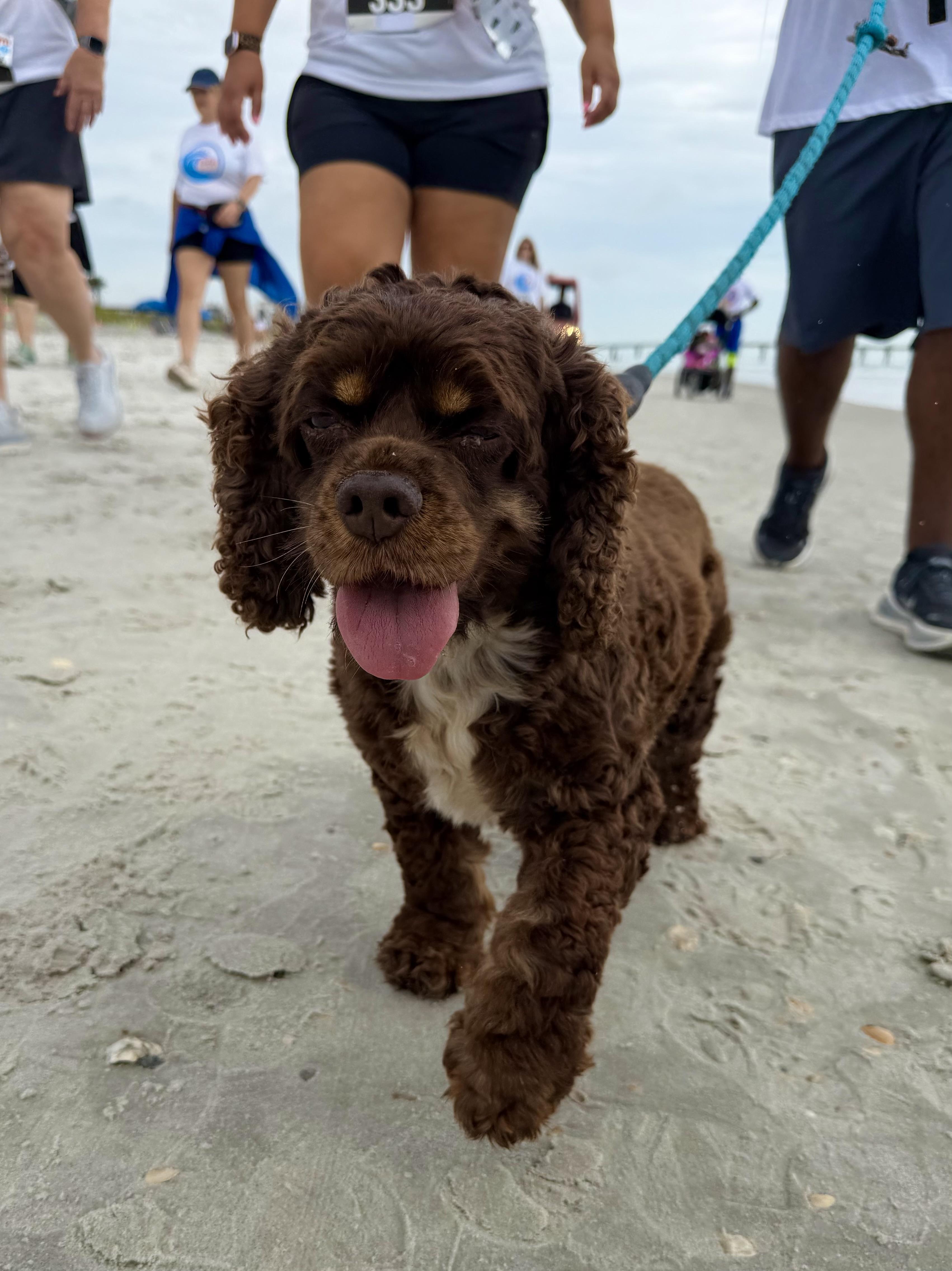 Abby, a Adopted Cocker Spaniel in Cape Coral, FL image 4/6