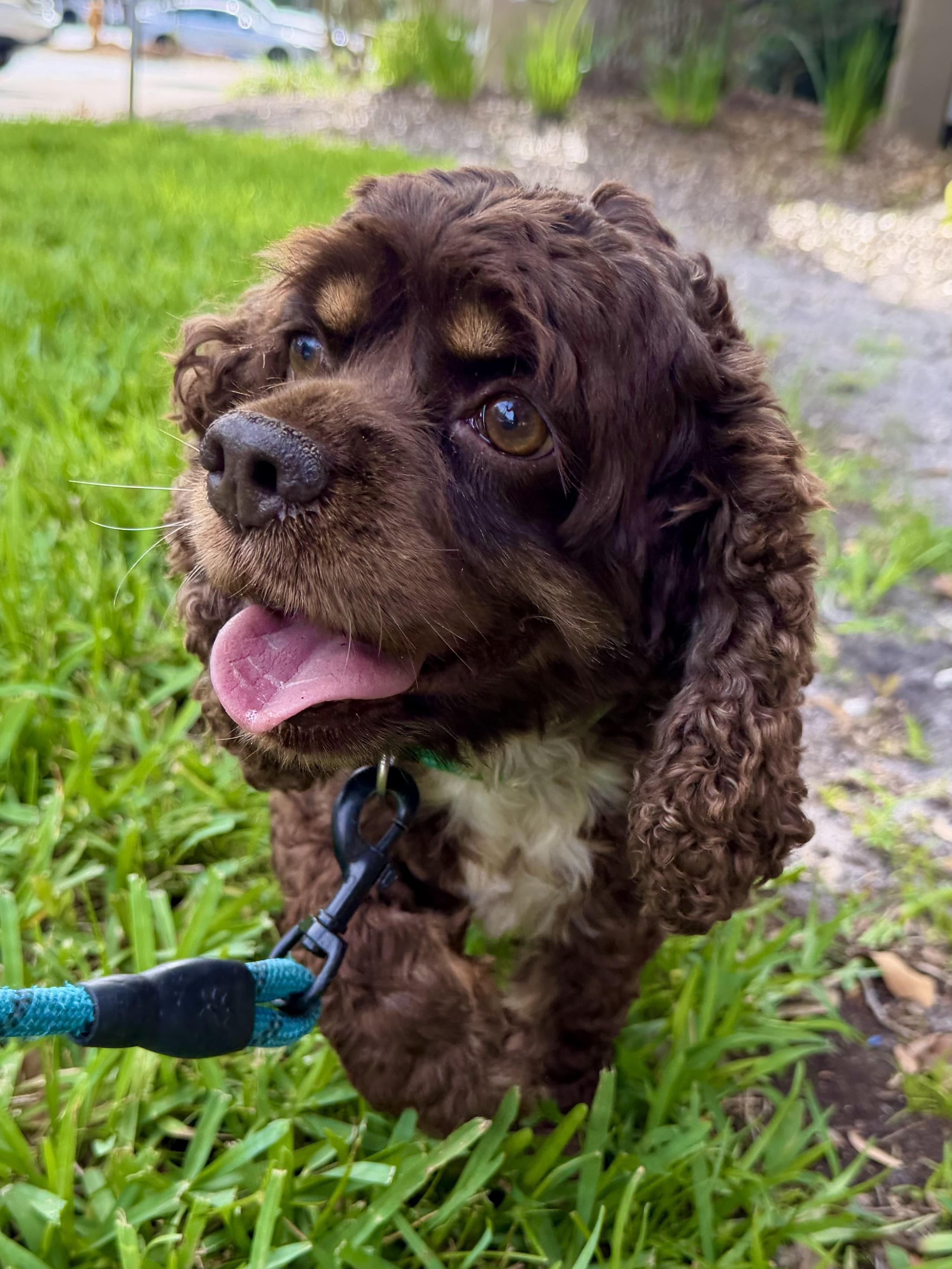 Abby, a Adopted Cocker Spaniel in Cape Coral, FL image 5/6