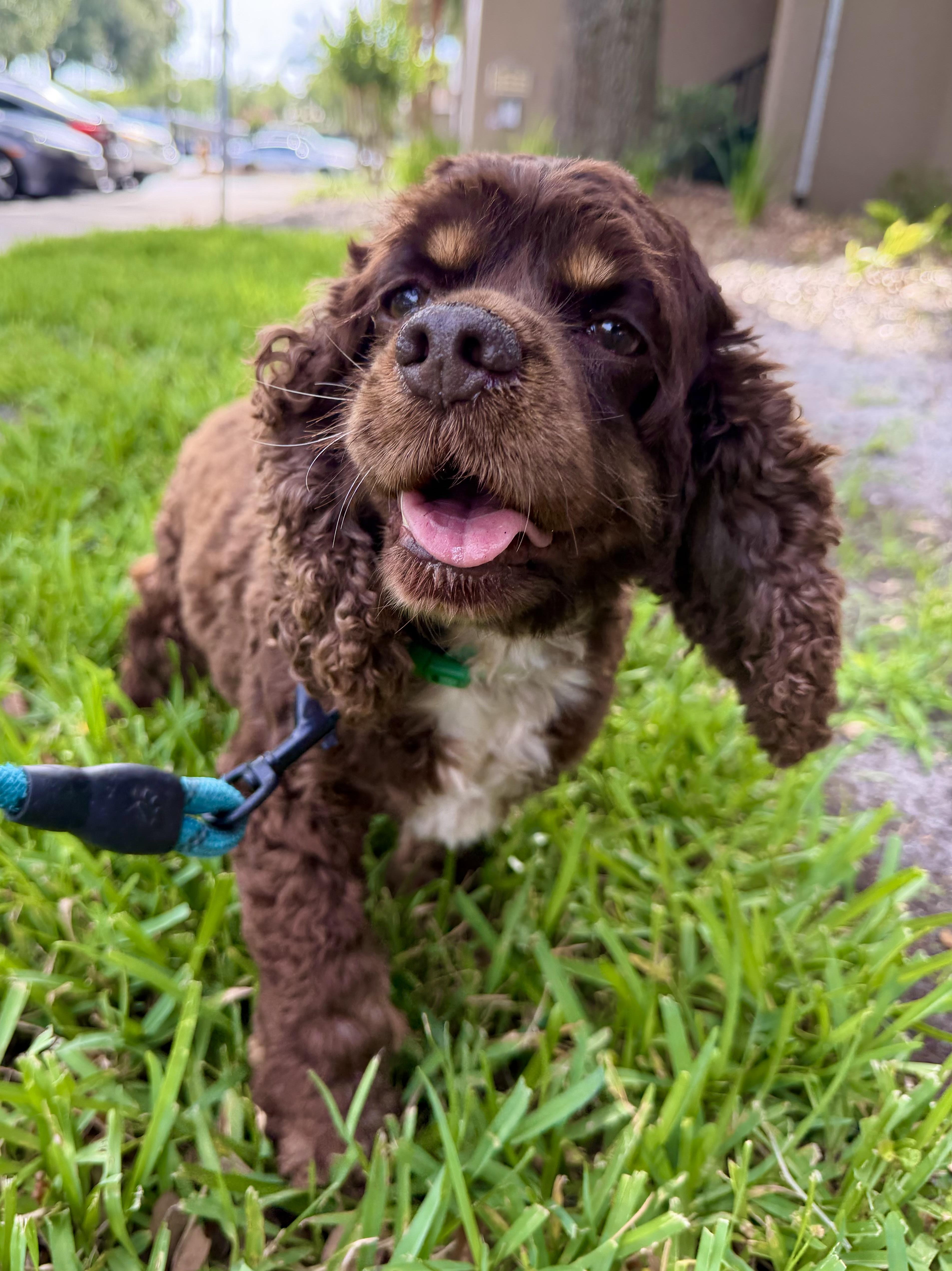 Abby, a Adopted Cocker Spaniel in Cape Coral, FL image 6/6