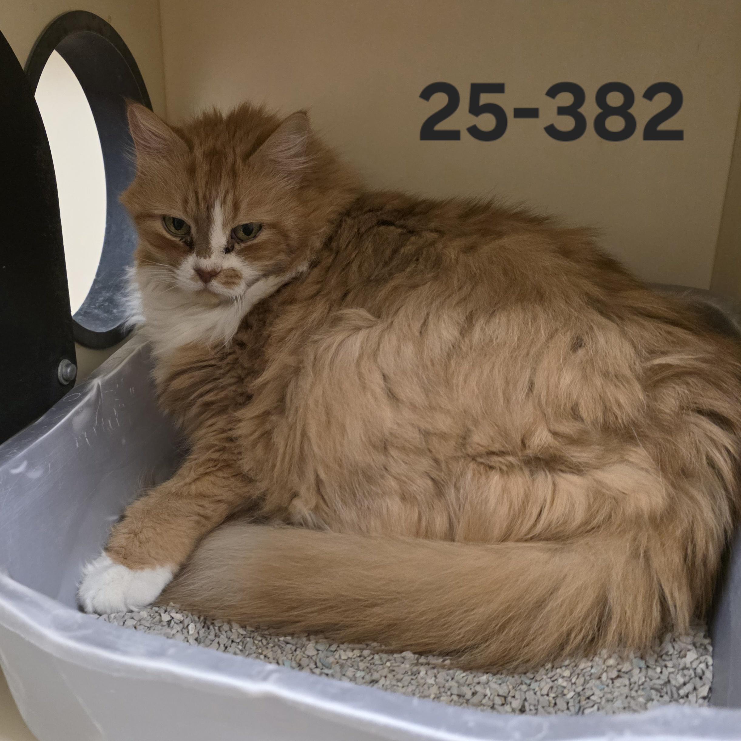 25-382, a ADOPTABLE Persian in Ridgecrest, CA image 2/2