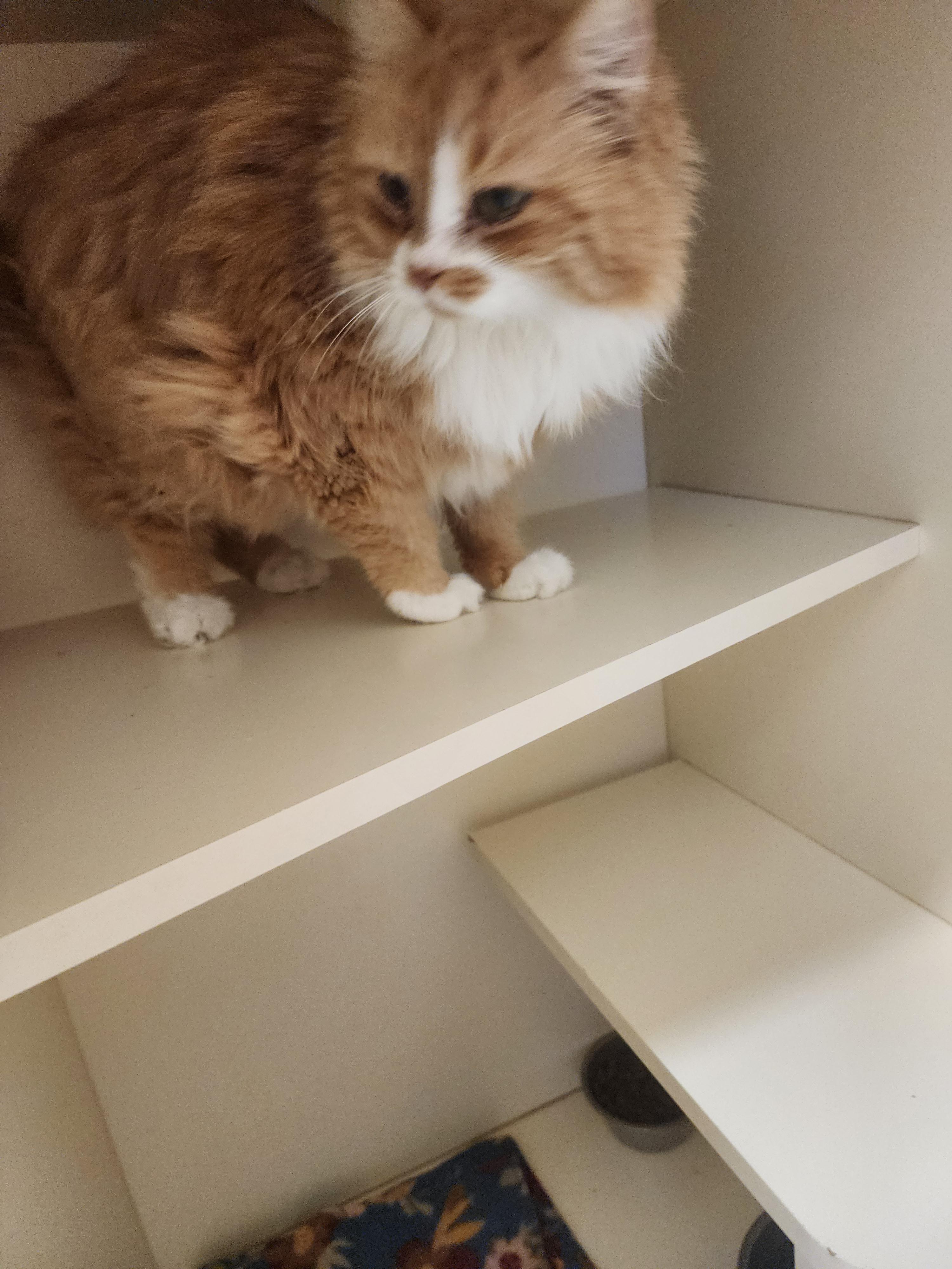 25-382, a ADOPTABLE Persian in Ridgecrest, CA image 1/2