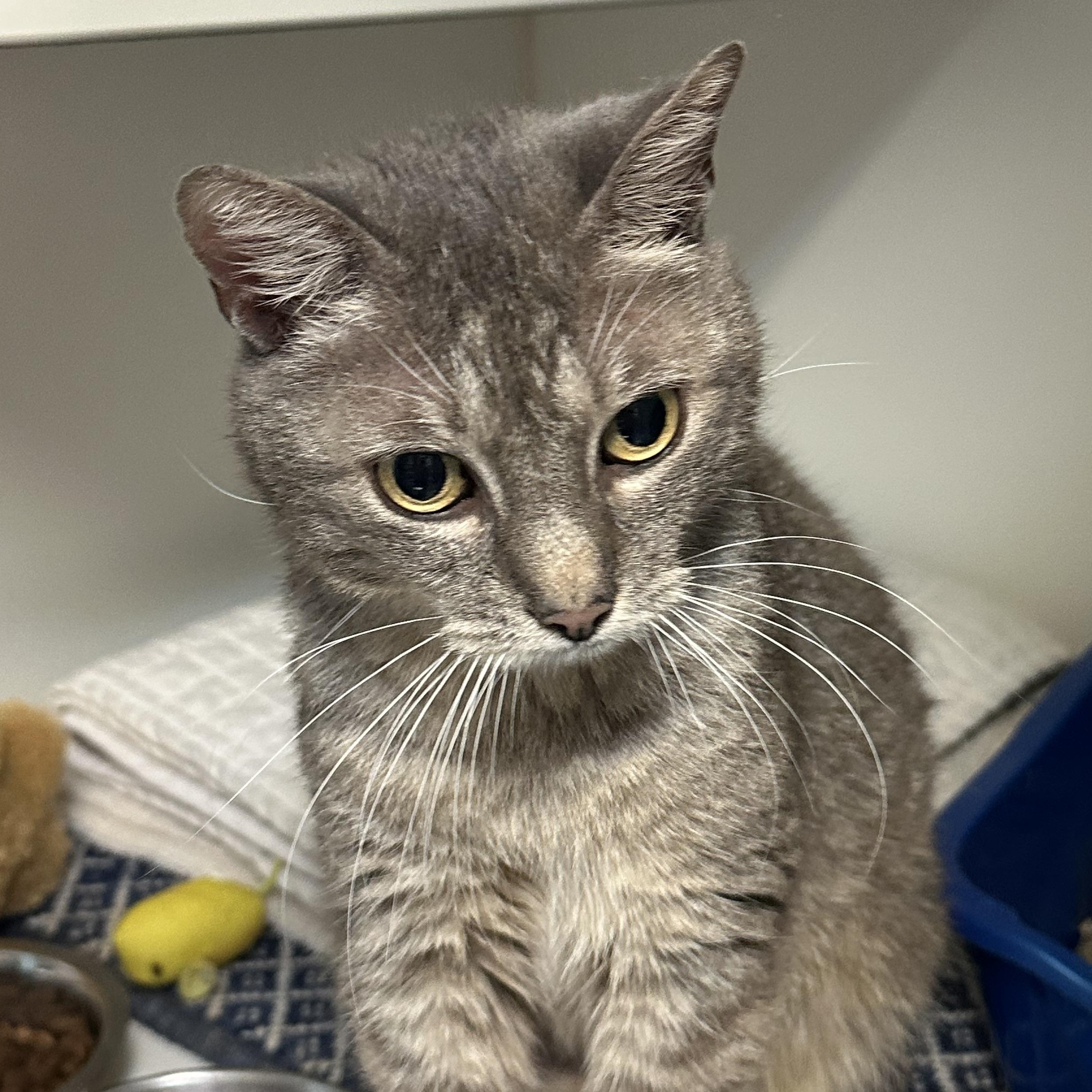 Cora, a Adoptable Domestic Short Hair in Clifton, NJ image 3/6