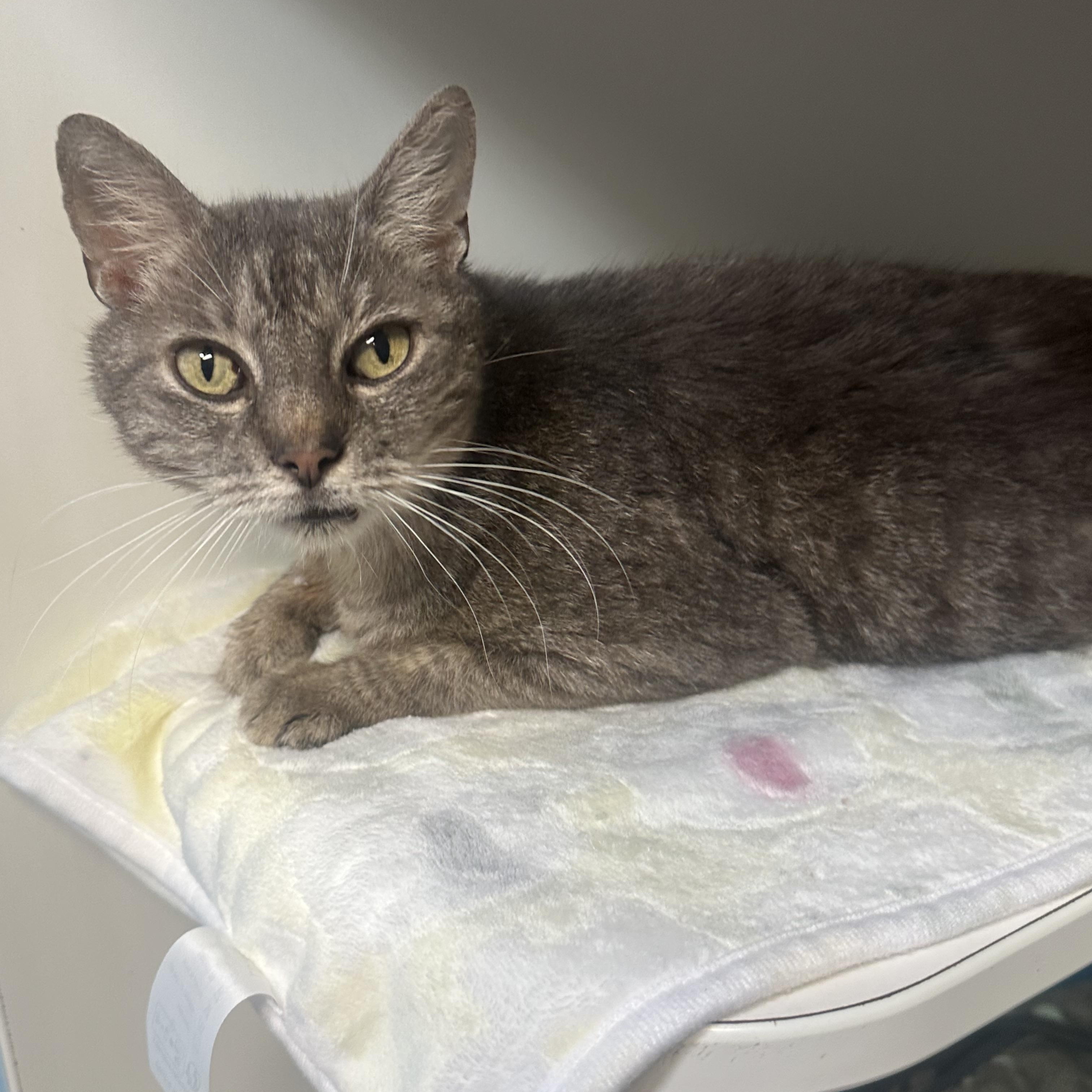 Cora, a Adoptable Domestic Short Hair in Clifton, NJ image 4/6