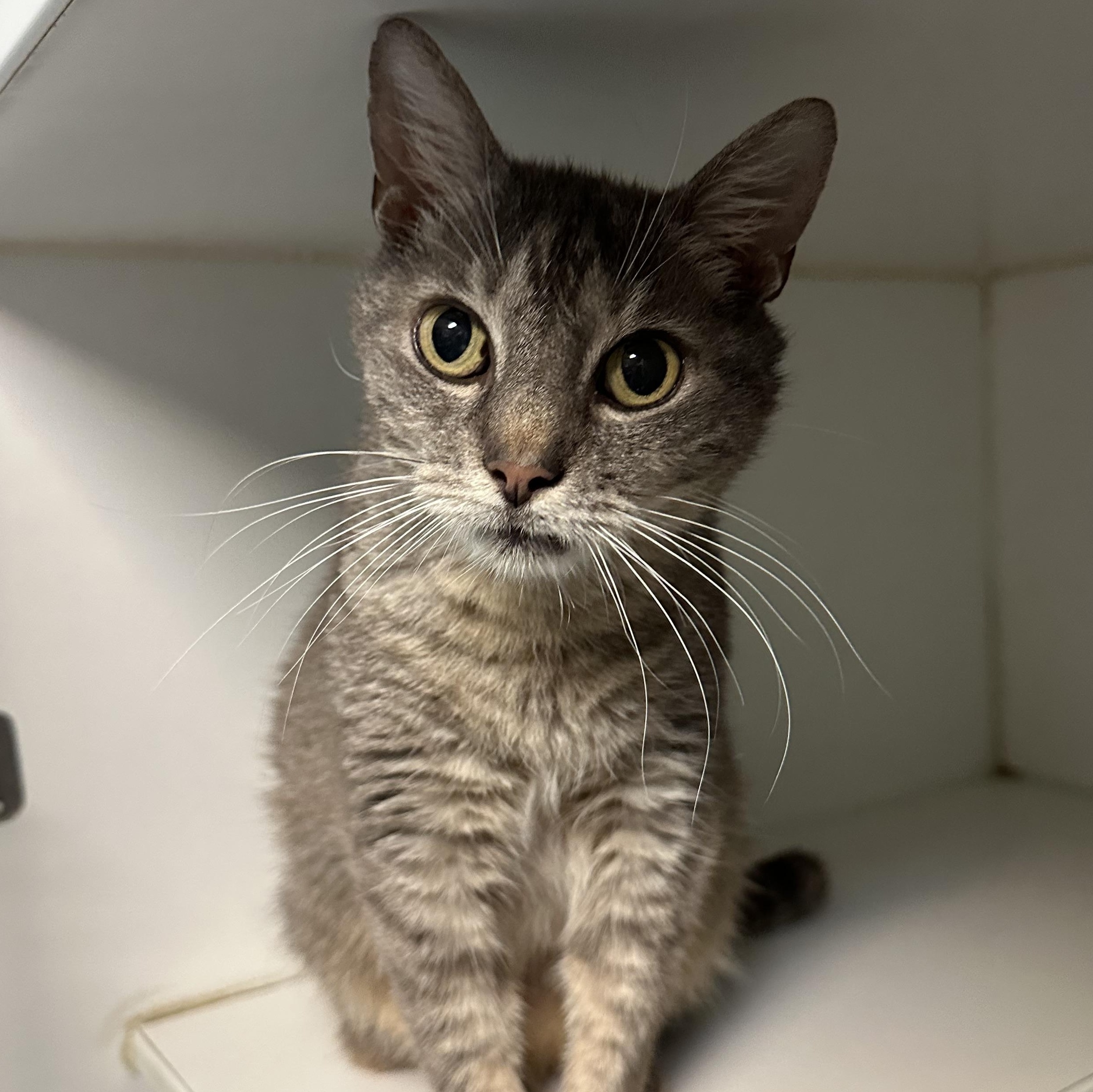 Cora, Adoptable, Adult Female Domestic Short Hair.