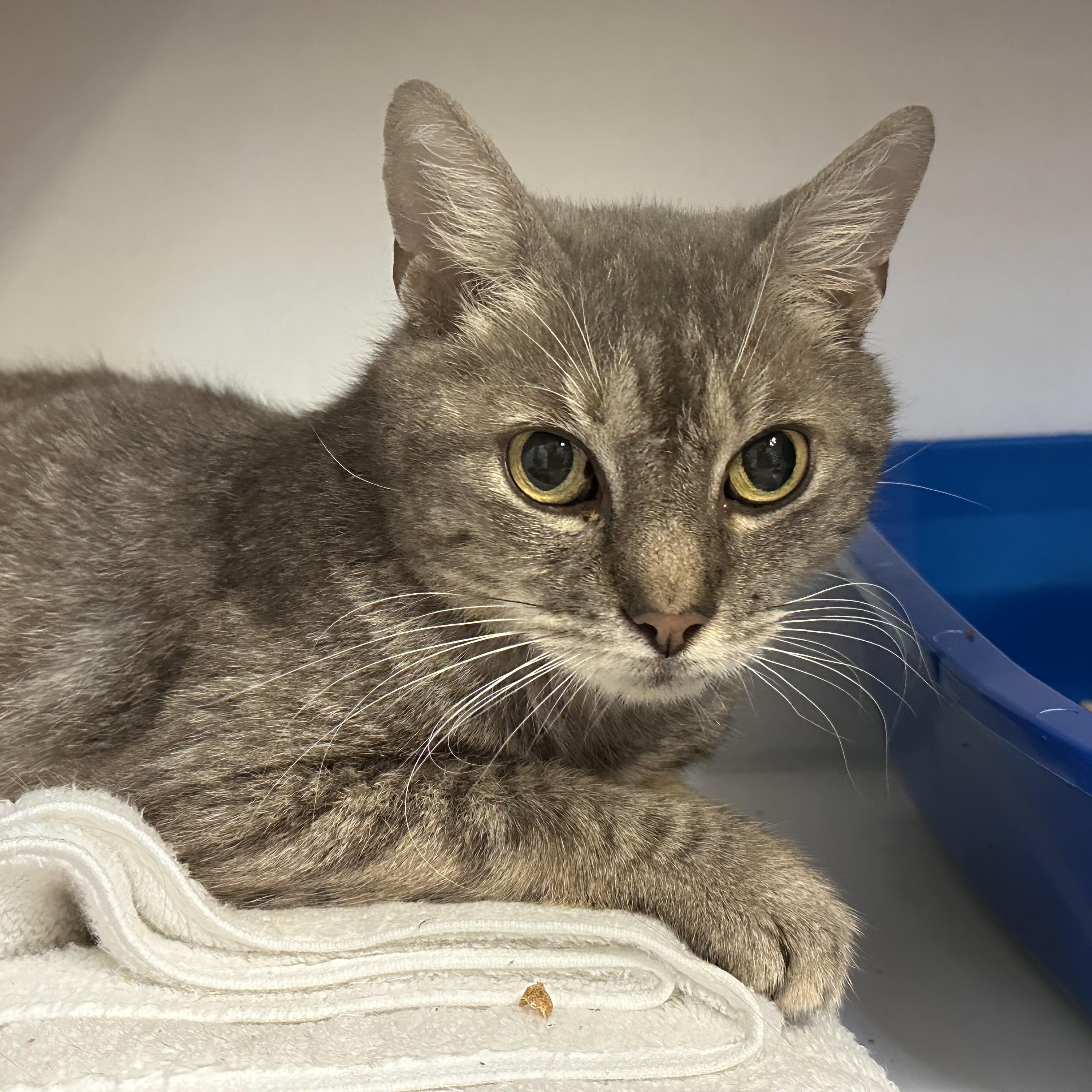 Cora, a Adoptable Domestic Short Hair in Clifton, NJ image 2/6