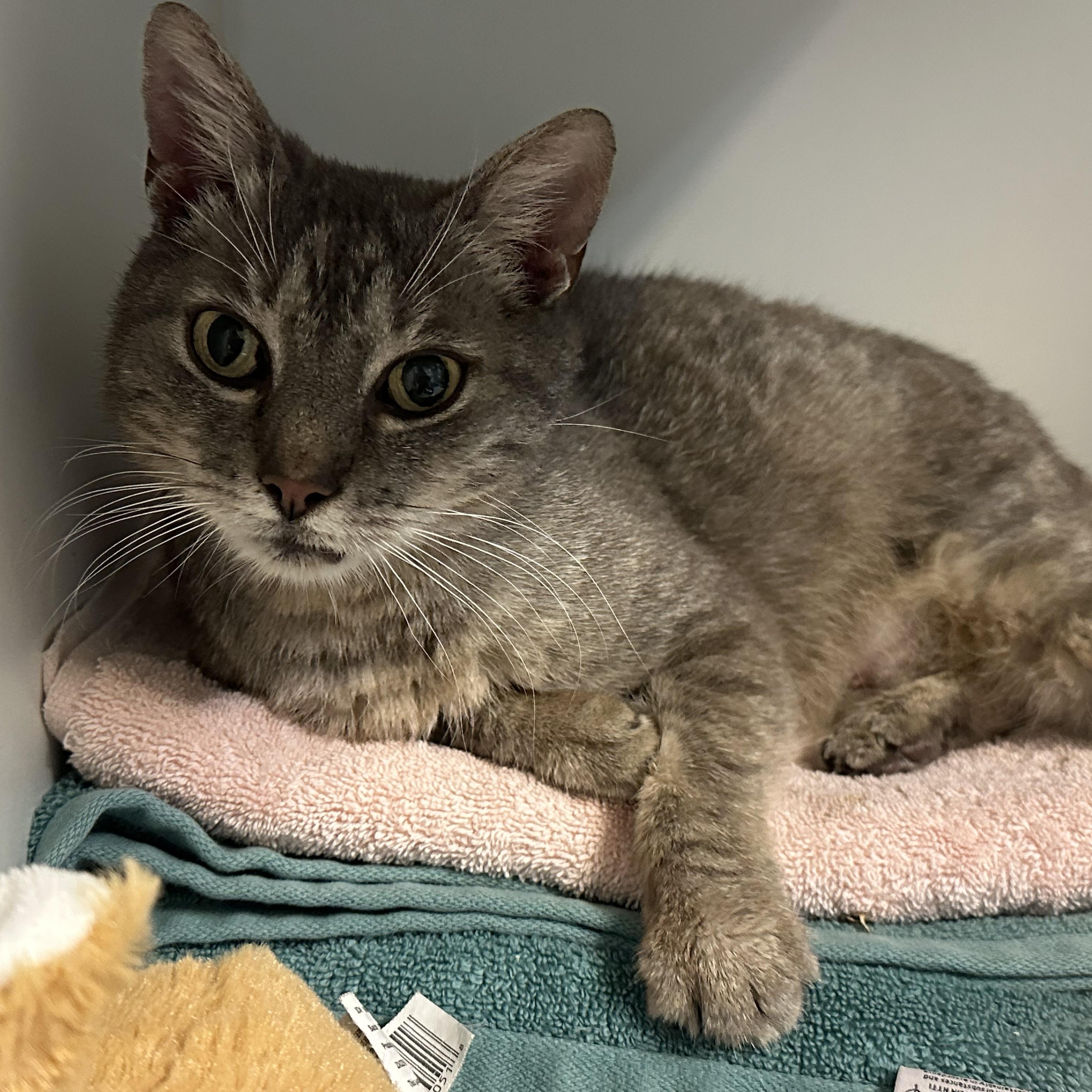 Cora, a Adoptable Domestic Short Hair in Clifton, NJ image 5/6