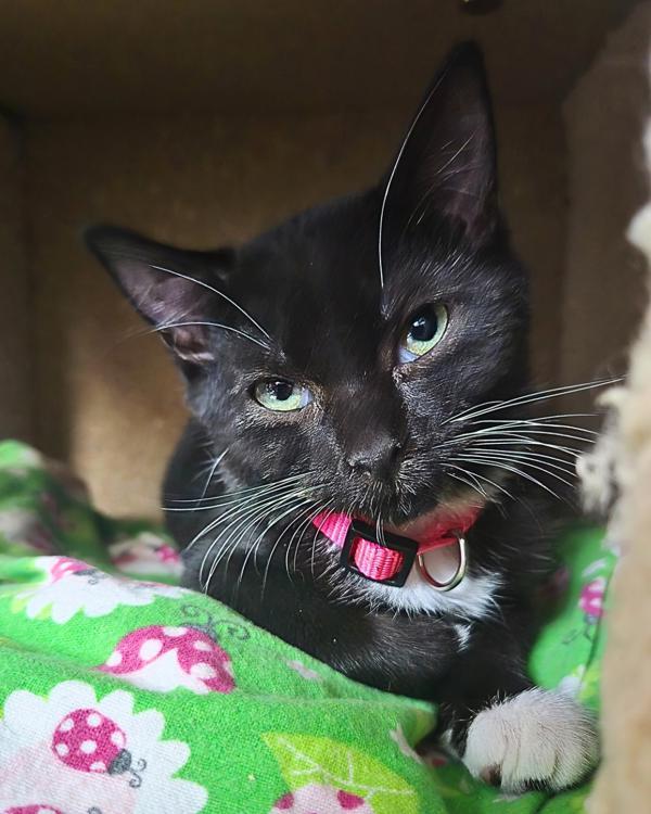 Enlarge Sabel, a Adoptable mixed breed in Vallejo, CA image 2/2