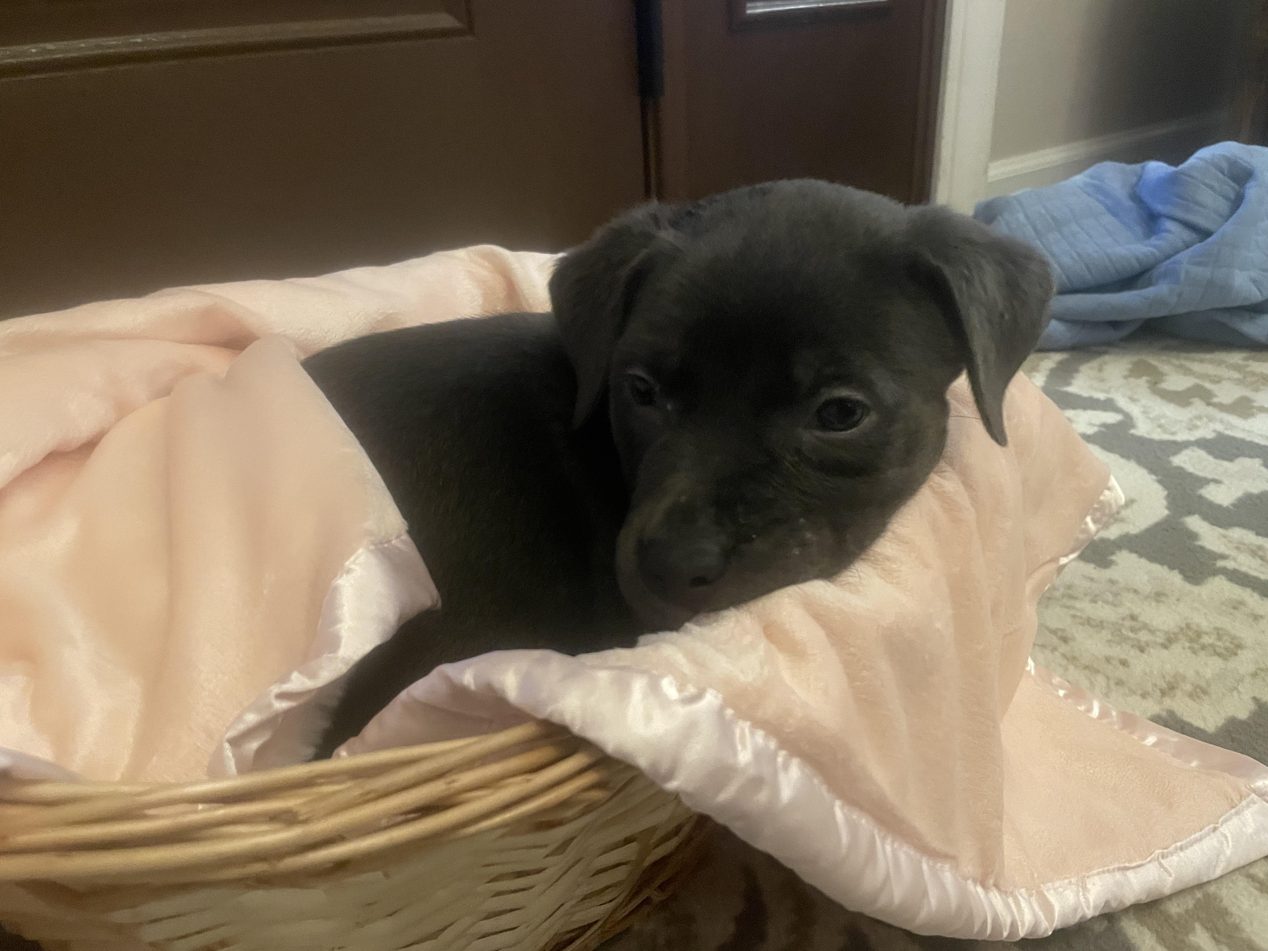 Enlarge Pippa, a ADOPTABLE mixed breed in Union Grove, WI image 2/3