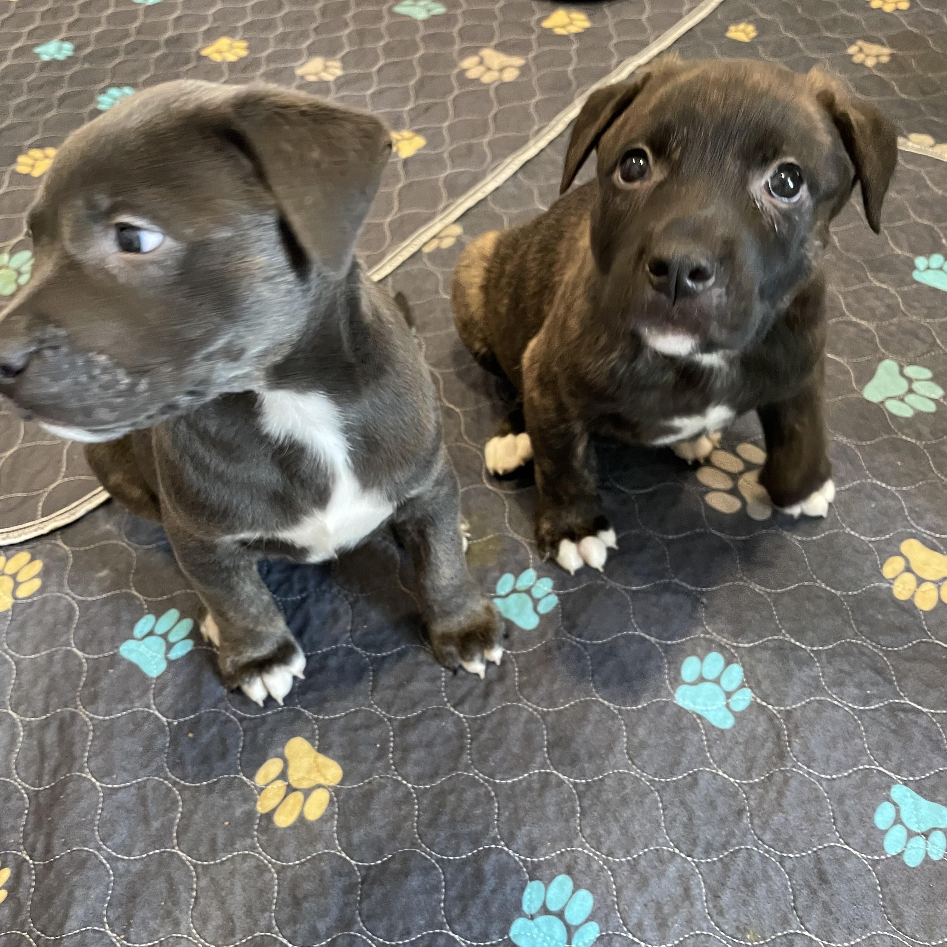 Enlarge Pippa, a ADOPTABLE mixed breed in Union Grove, WI image 3/3