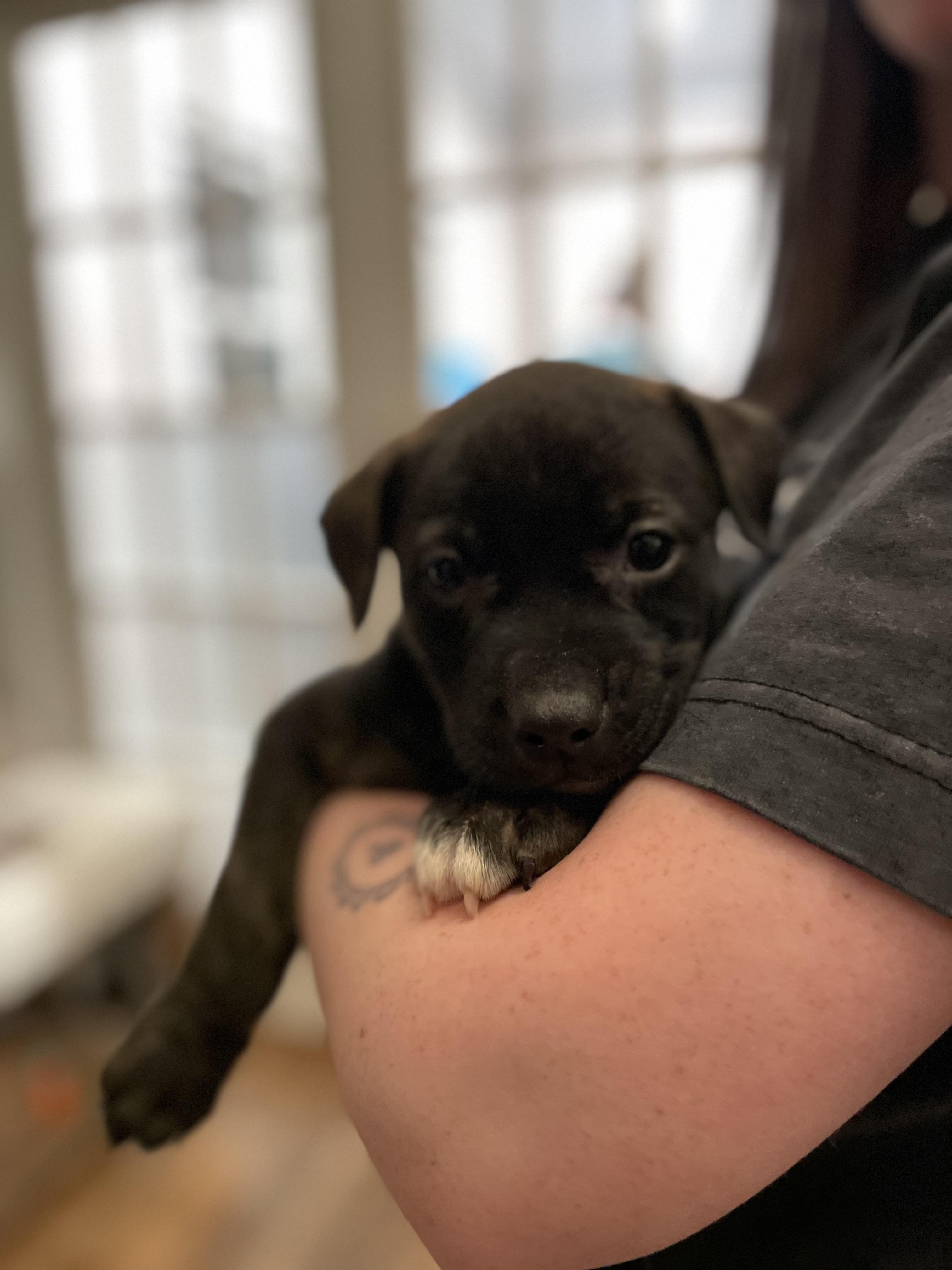 Pippa, ADOPTABLE, Puppy Female Catahoula Leopard Dog & Mastiff.