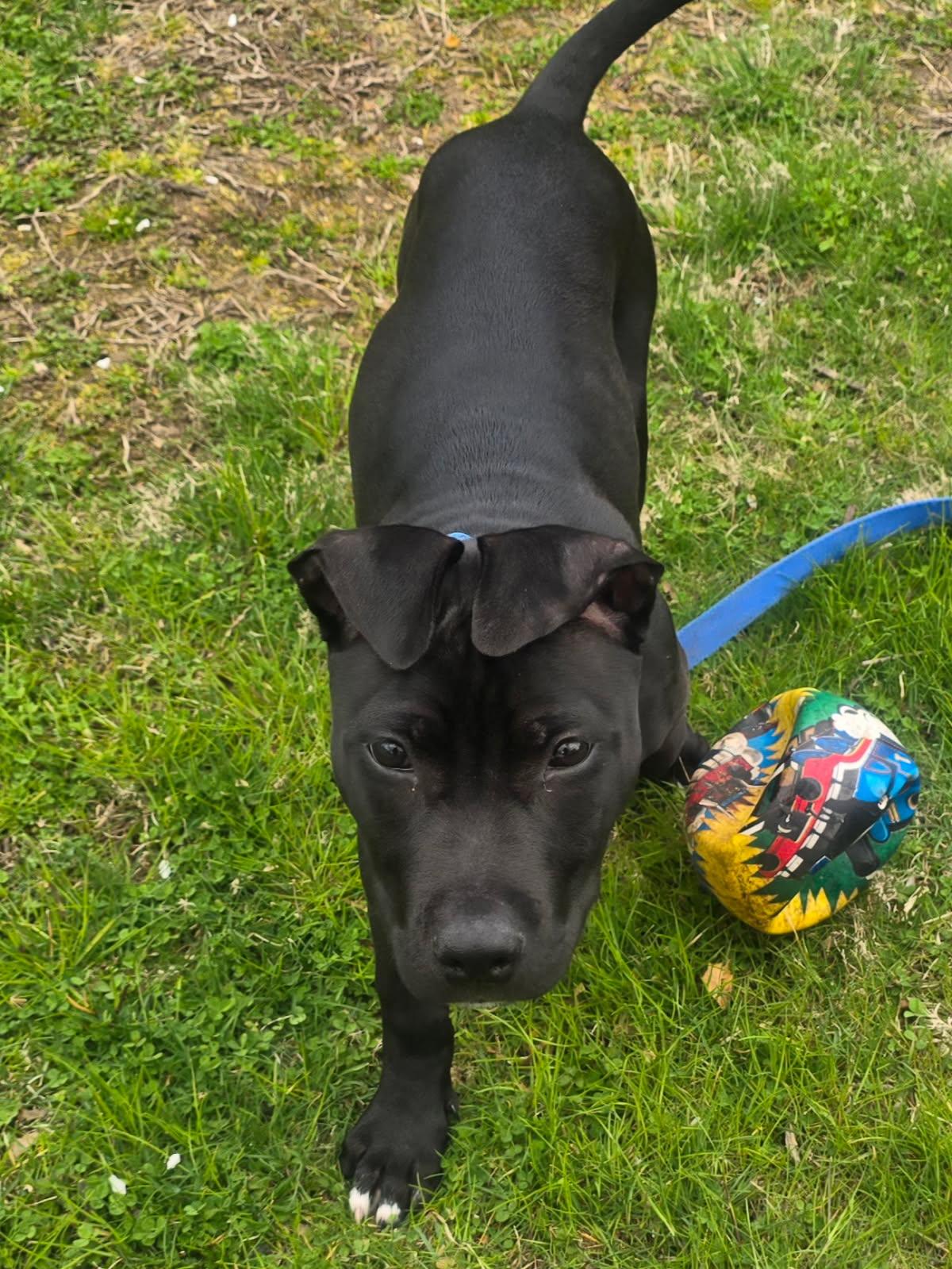 Enlarge Norbert, a ADOPTABLE mixed breed in Oceanport, NJ image 4/6