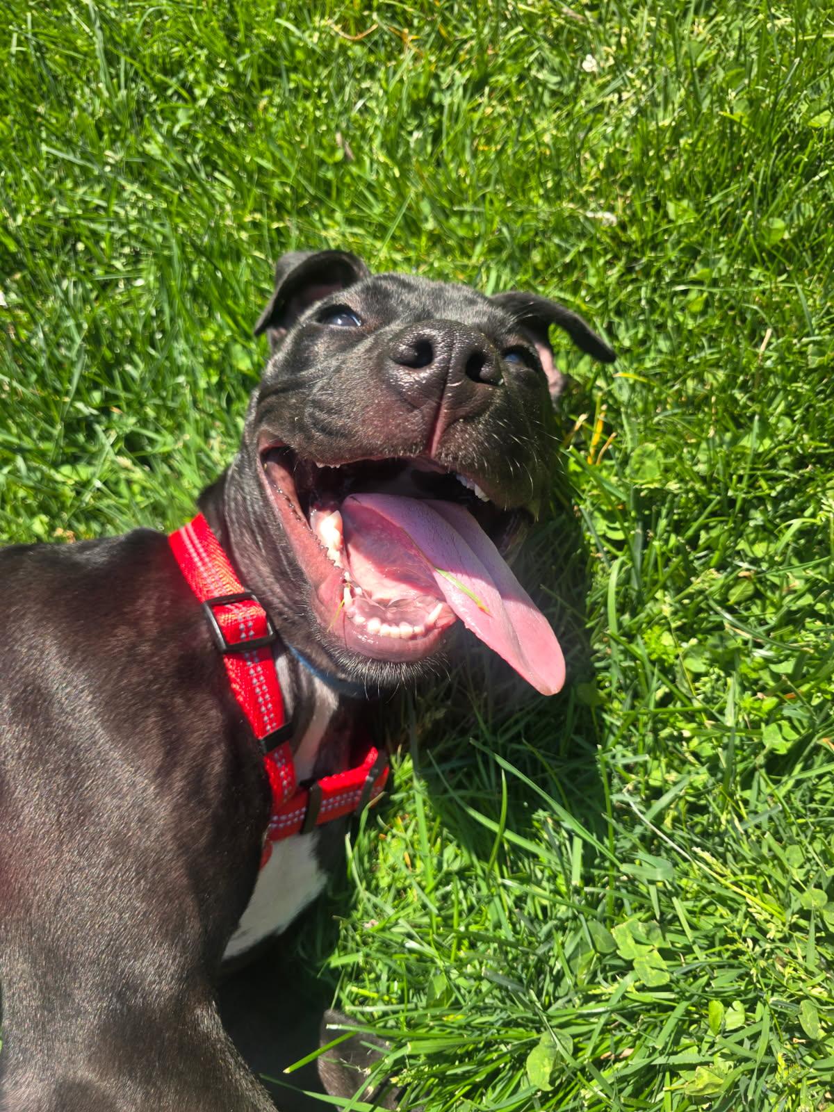 Enlarge Norbert, a ADOPTABLE mixed breed in Oceanport, NJ image 2/6