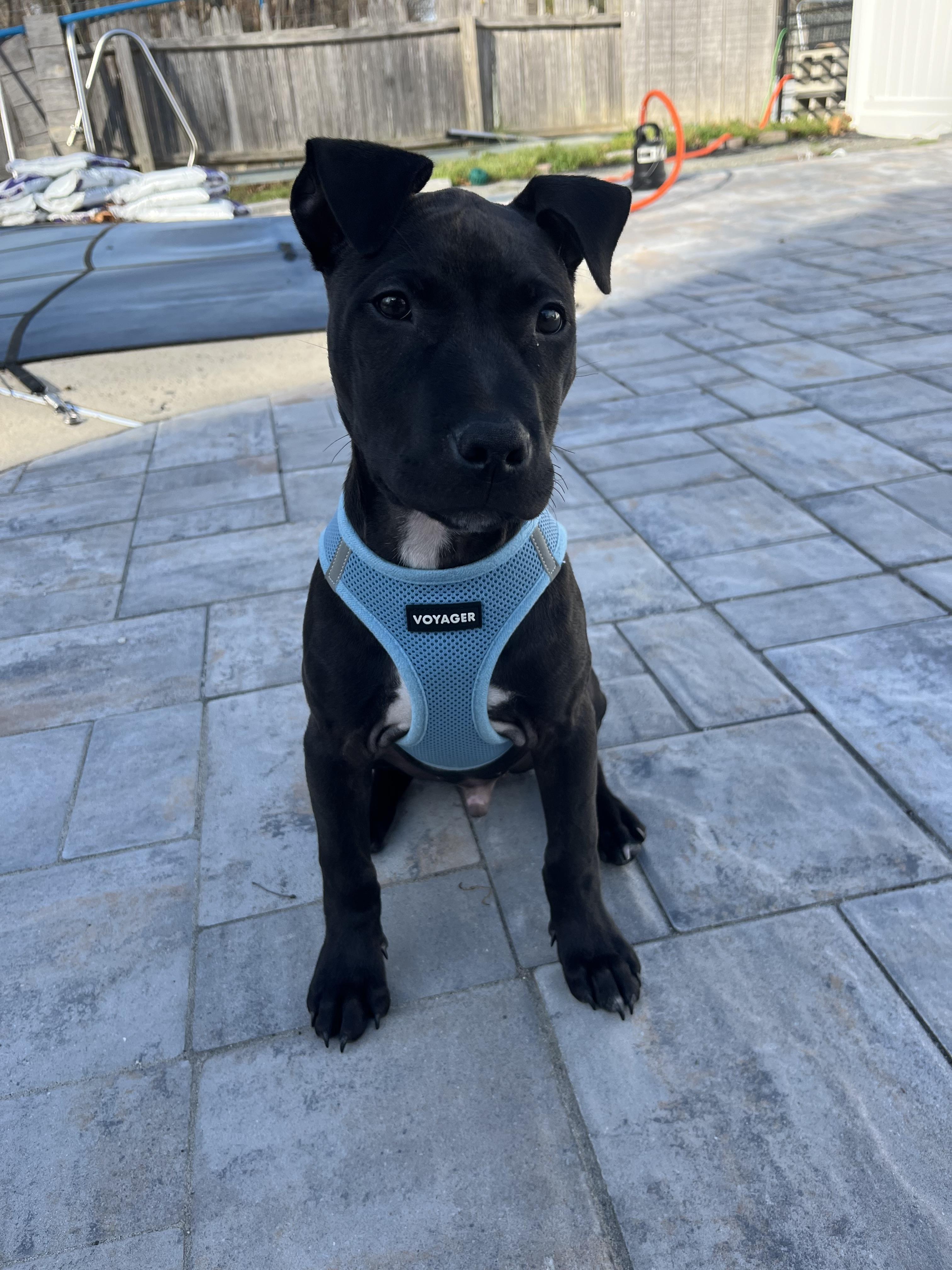 Enlarge Norbert, a ADOPTABLE mixed breed in Oceanport, NJ image 6/6