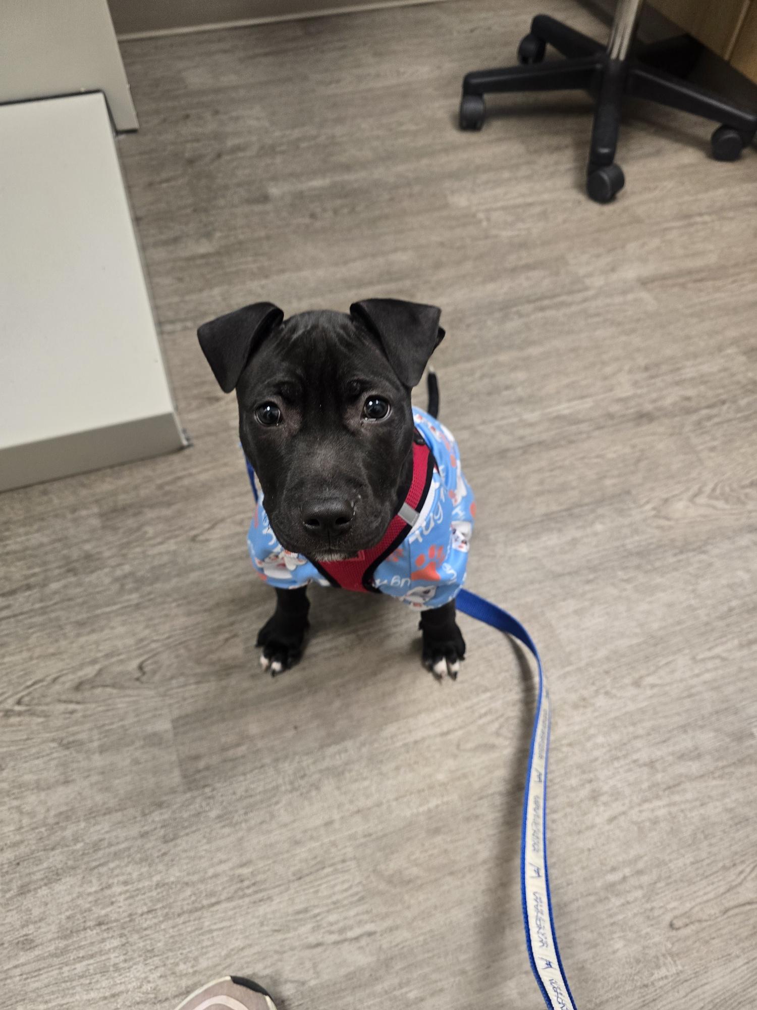 Enlarge Norbert, a ADOPTABLE mixed breed in Oceanport, NJ image 3/6
