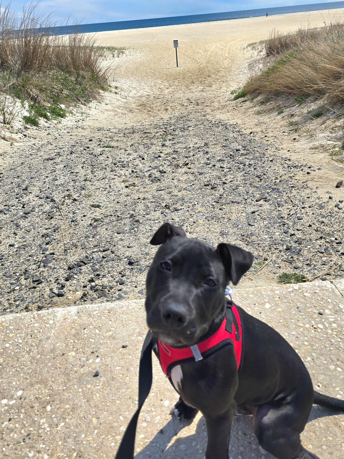 Enlarge Norbert, a ADOPTABLE mixed breed in Oceanport, NJ image 1/6