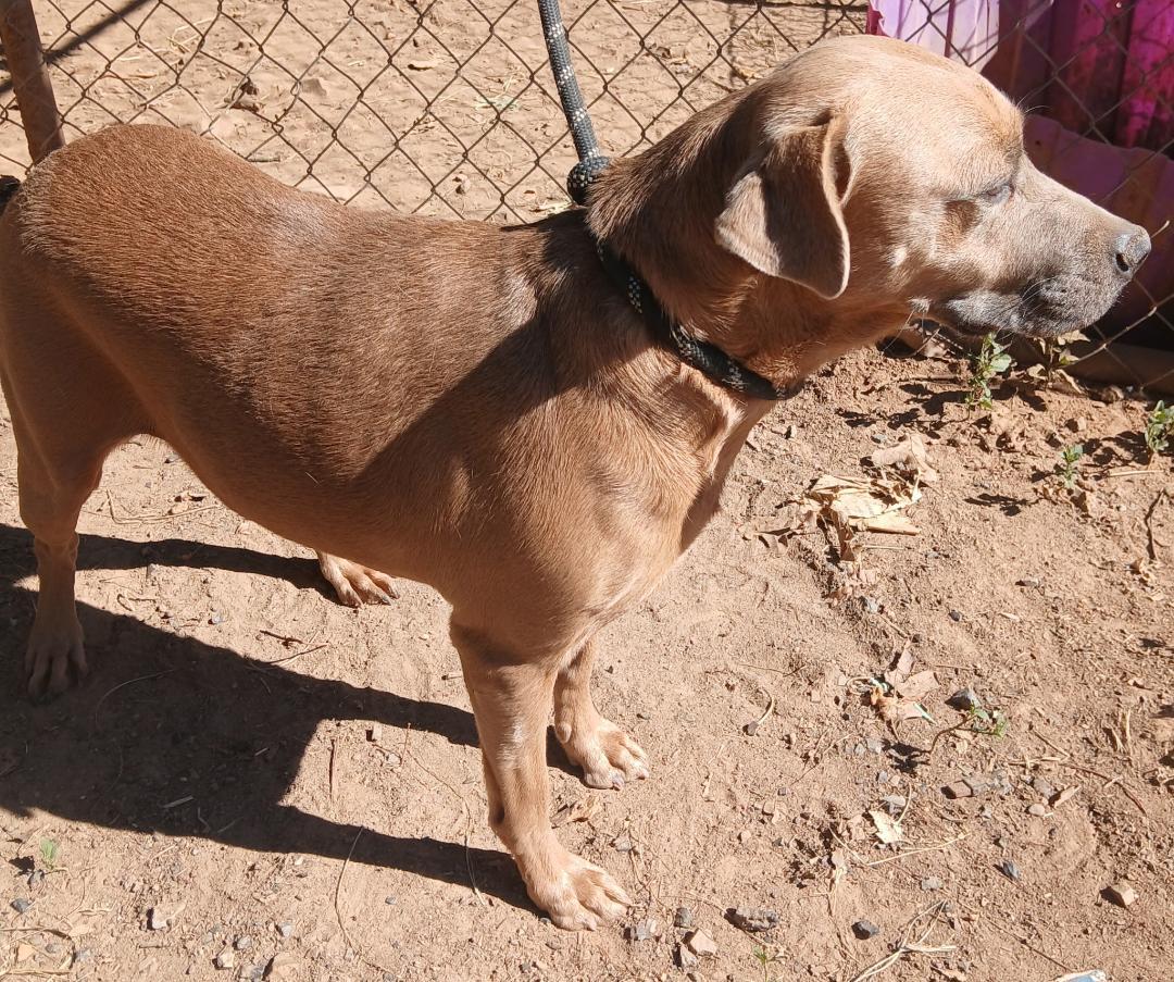 Maxine, Adoptable, Adult Female Labrador Retriever.