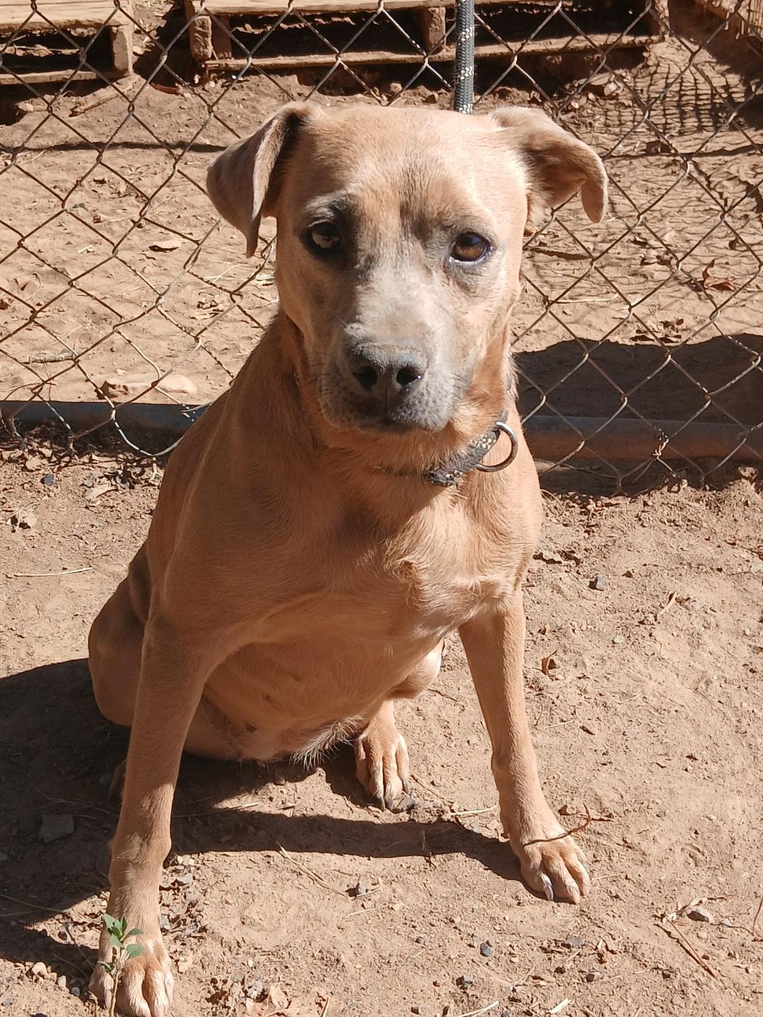 Enlarge Maxine, a Adoptable mixed breed in Mena, AR image 2/2