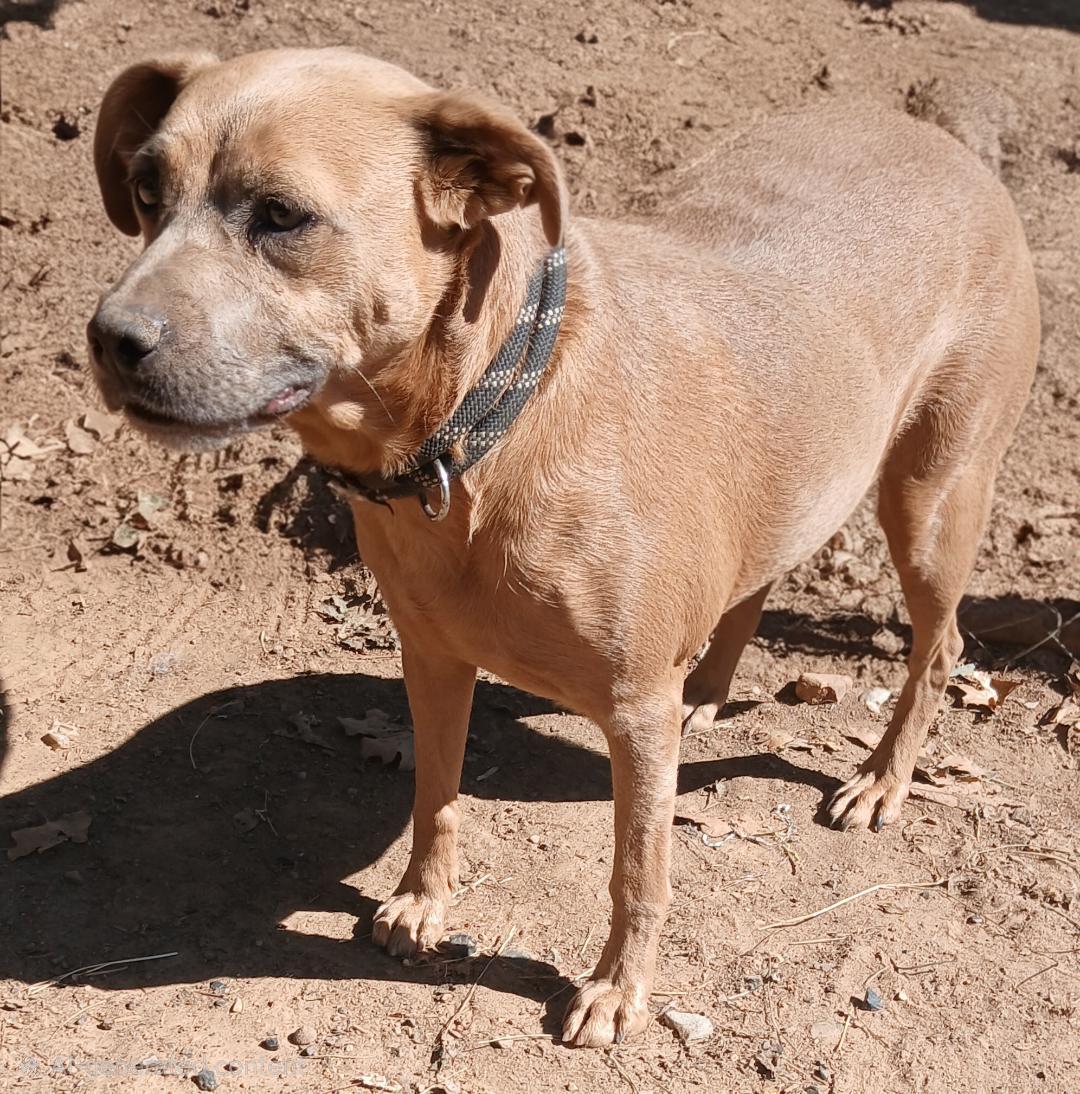 Enlarge Maxine, a Adoptable mixed breed in Mena, AR image 2/3