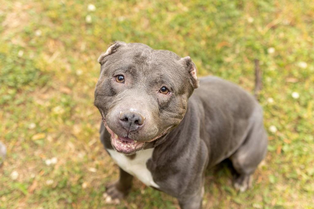 Sox, Adoptable, Adult Male Mixed Breed.