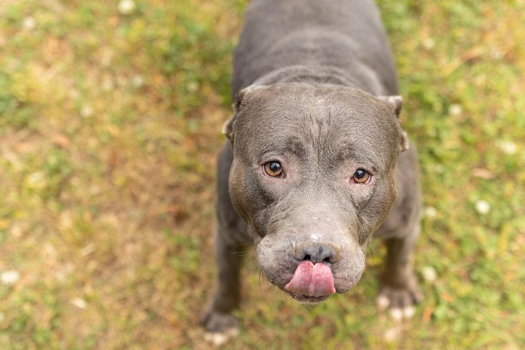 Sox, a Adoptable Mixed Breed in Durham, NC image 2/3