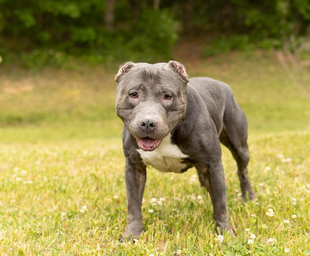 Sox, a Adoptable Mixed Breed in Durham, NC image 3/3