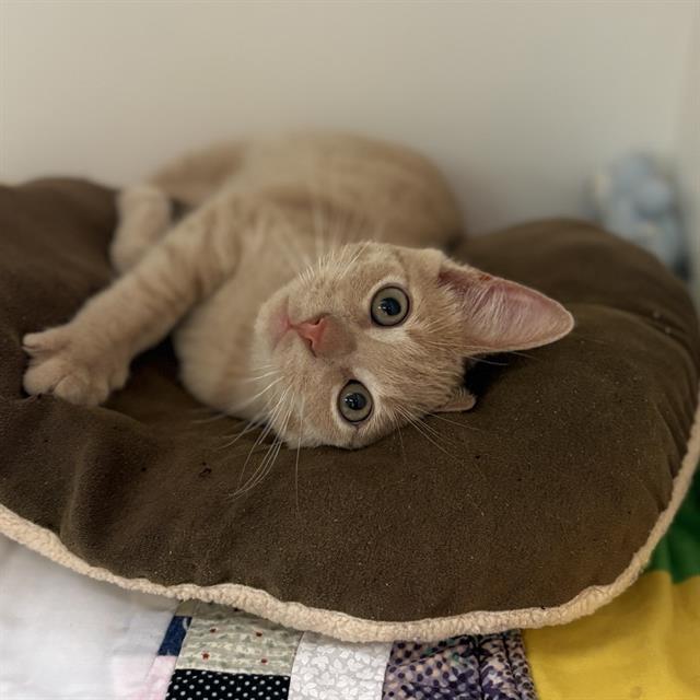 TRUCKER, Adoptable, Kitten Male Domestic Medium Hair.