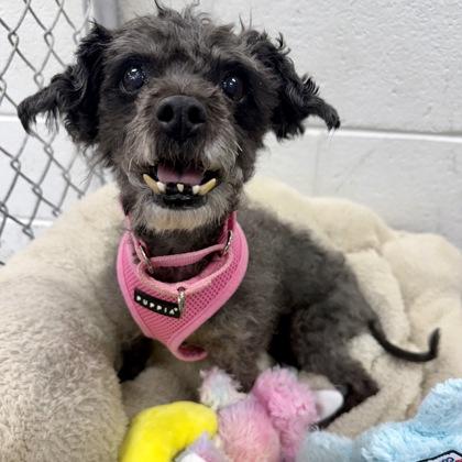 Enlarge Fiona, a Adoptable Mixed Breed in Adrian, MI image 3/3