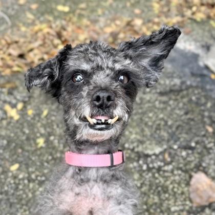 Enlarge Fiona, a Adoptable Mixed Breed in Adrian, MI image 1/3