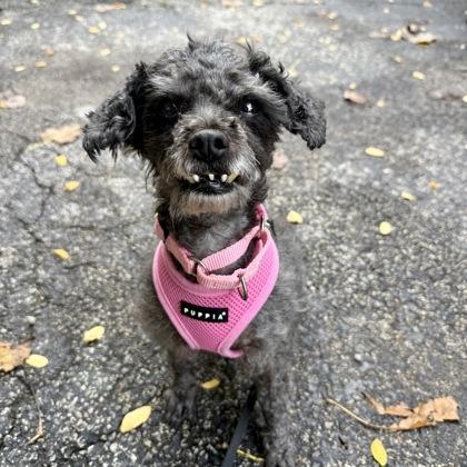Enlarge Fiona, a Adoptable Mixed Breed in Adrian, MI image 2/3