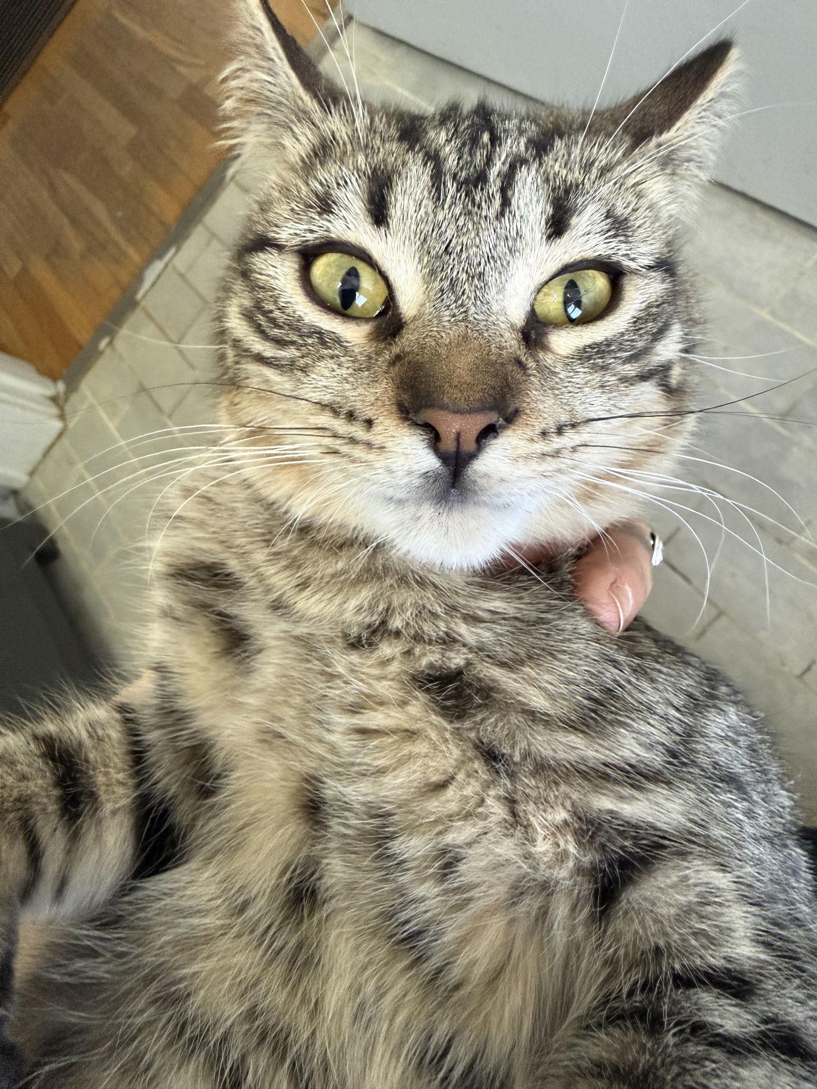 Birdie  --  (jm), Adoptable, Young Female Domestic Short Hair & Tabby.