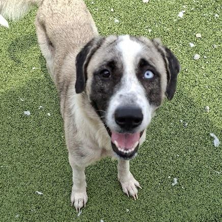 Queenie, Adoptable, Adult Female Great Pyrenees.