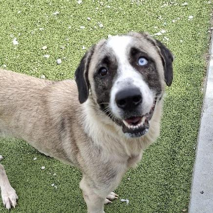 Enlarge Queenie, a Adoptable Great Pyrenees in Hannibal, MO image 2/2