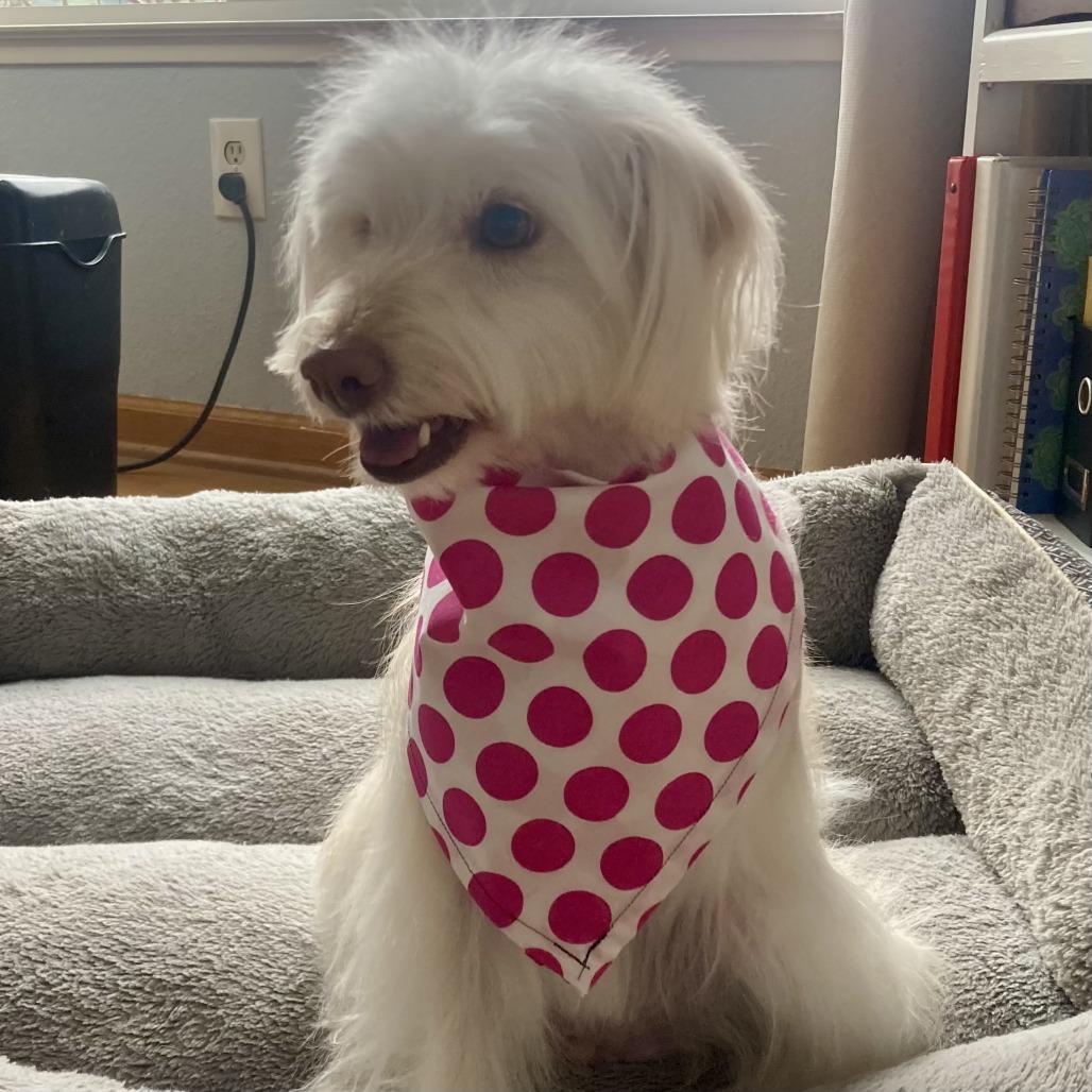 Bunny, a Adoptable Maltese in Sonoma, CA image 1/5