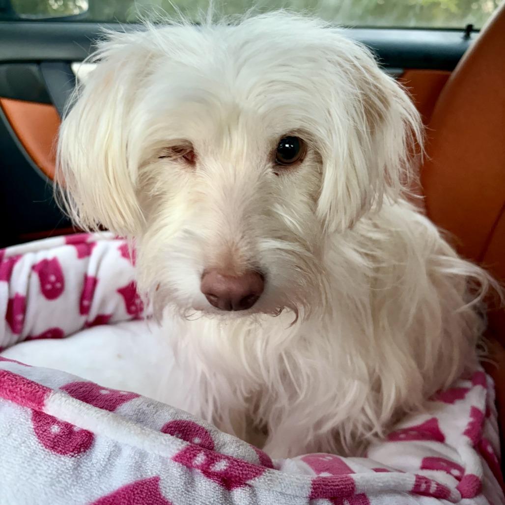 Bunny, a Adoptable Maltese in Sonoma, CA image 1/2