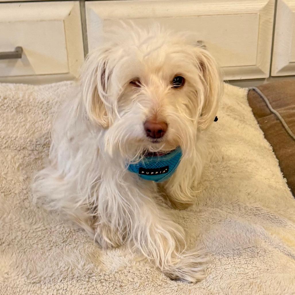 Bunny, Adoptable, Adult Female Maltese.