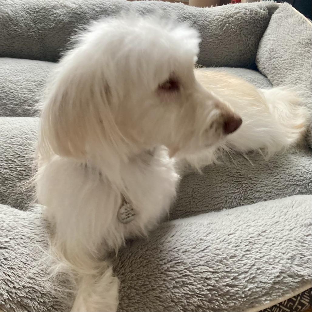 Bunny, a Adoptable Maltese in Sonoma, CA image 3/5