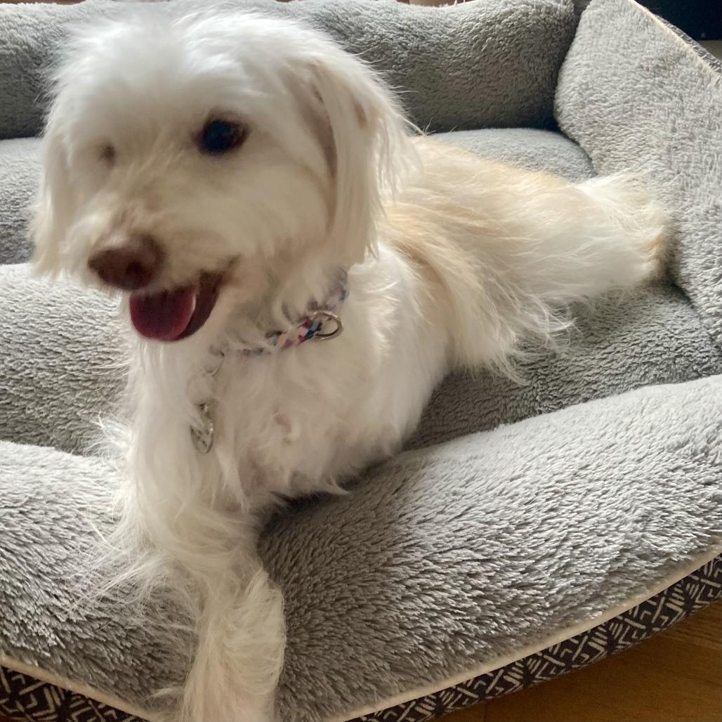 Bunny, a Adoptable Maltese in Sonoma, CA image 5/5