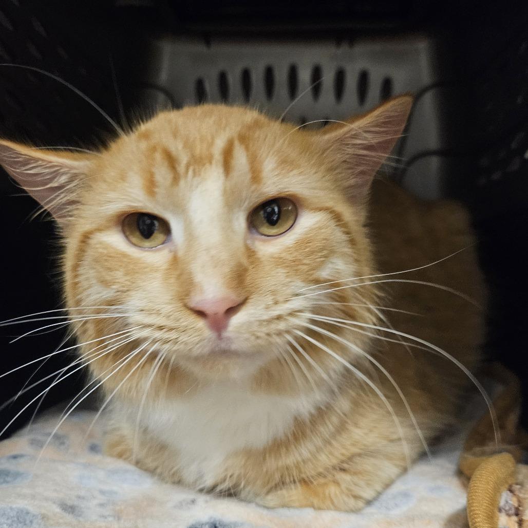 Crusher Jr, Adoptable, Young Male Domestic Medium Hair.