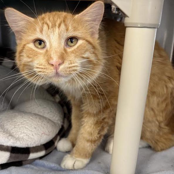 Crusher Jr, a Adoptable Domestic Medium Hair in Saint Cloud, MN image 2/6