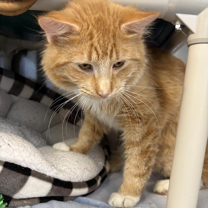 Crusher Jr, a Adoptable Domestic Medium Hair in Saint Cloud, MN image 3/6