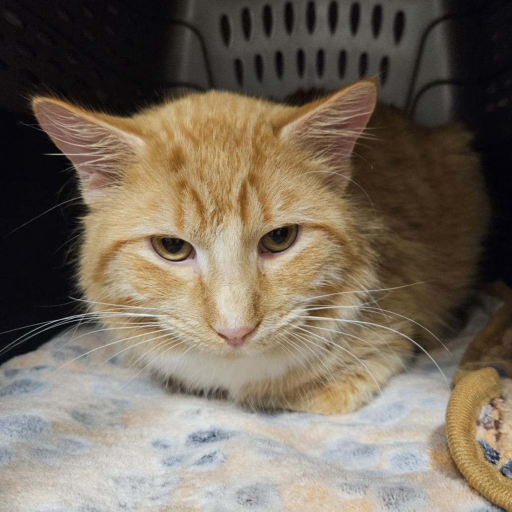 Crusher Jr, a Adoptable Domestic Medium Hair in Saint Cloud, MN image 4/6