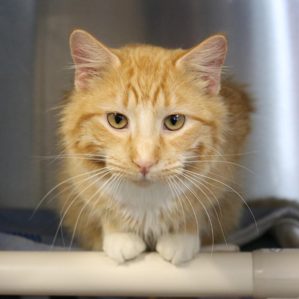 Crusher Jr, a Adoptable Domestic Medium Hair in Saint Cloud, MN image 5/6