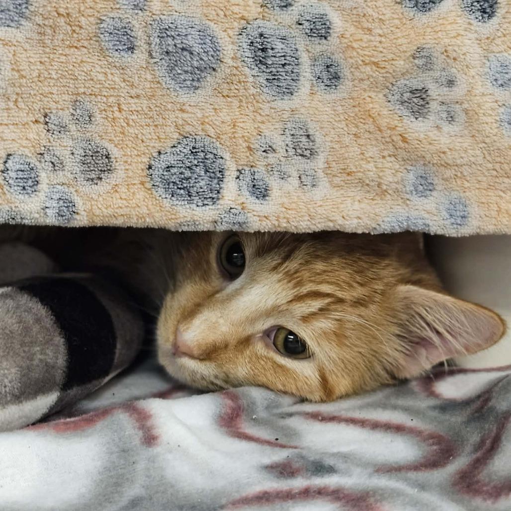 Crusher Jr, a Adoptable Domestic Medium Hair in Saint Cloud, MN image 6/6