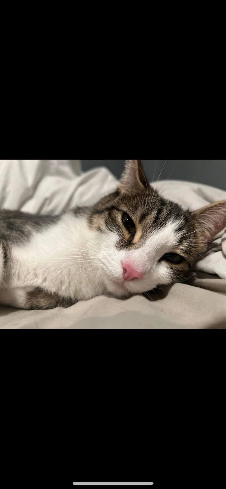 LUNA 5/2/25 NEW, Adult Female unknown